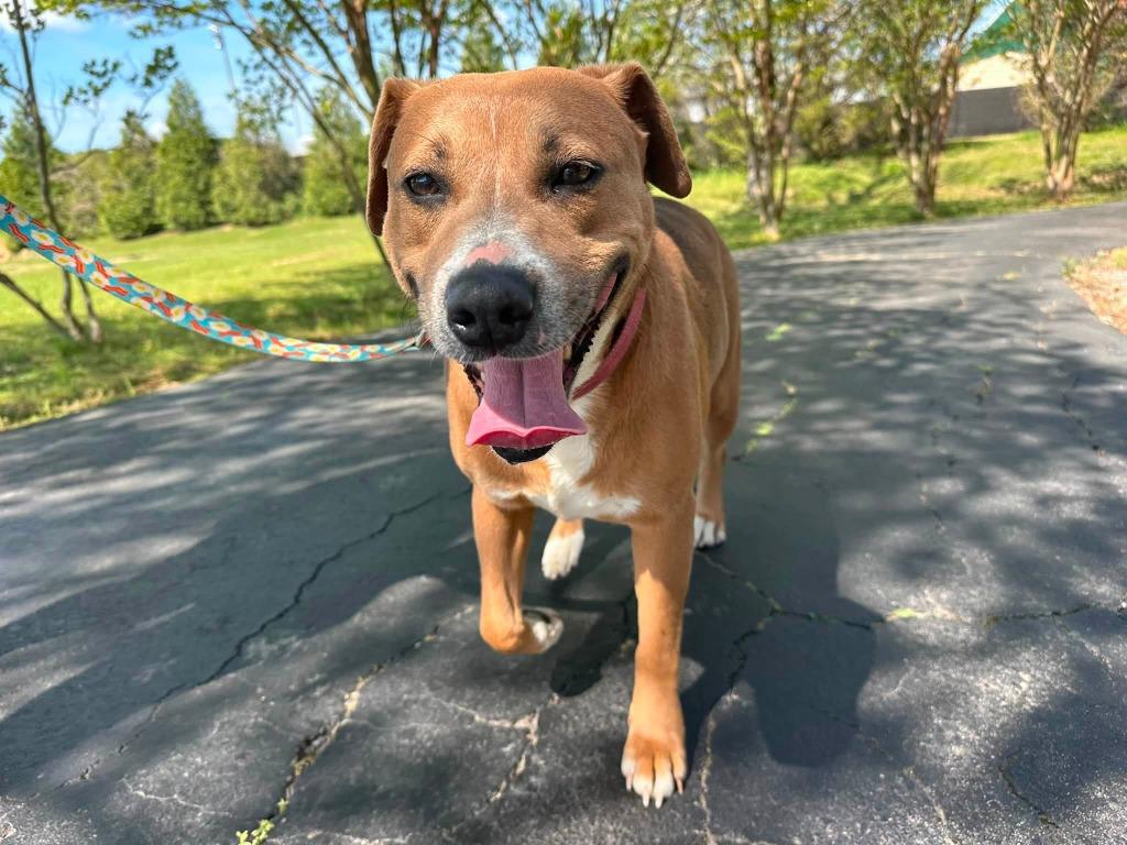 Enlarge Pup pup, a Adoptable mixed breed in Fond Du Lac, WI image 4/5