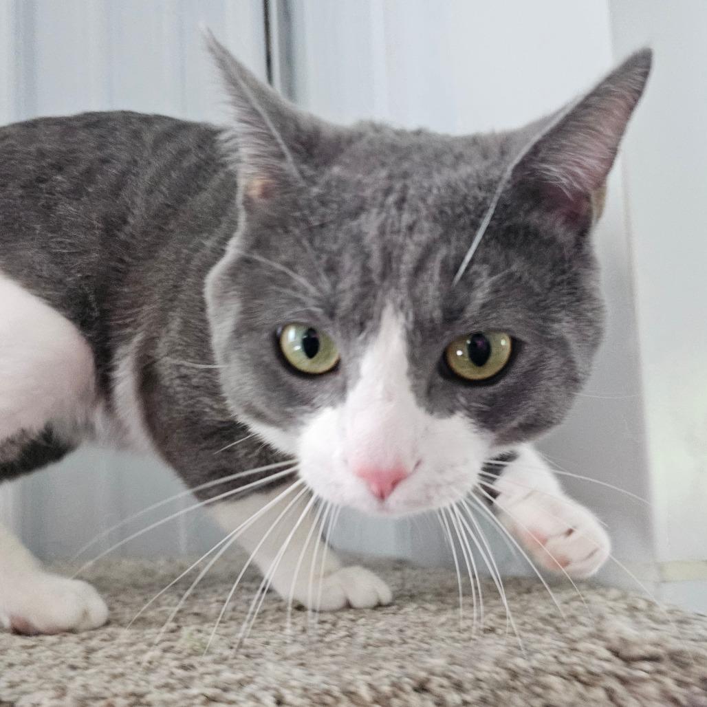 Thaddeus, a Adoptable Domestic Medium Hair in Corydon, IN image 1/3