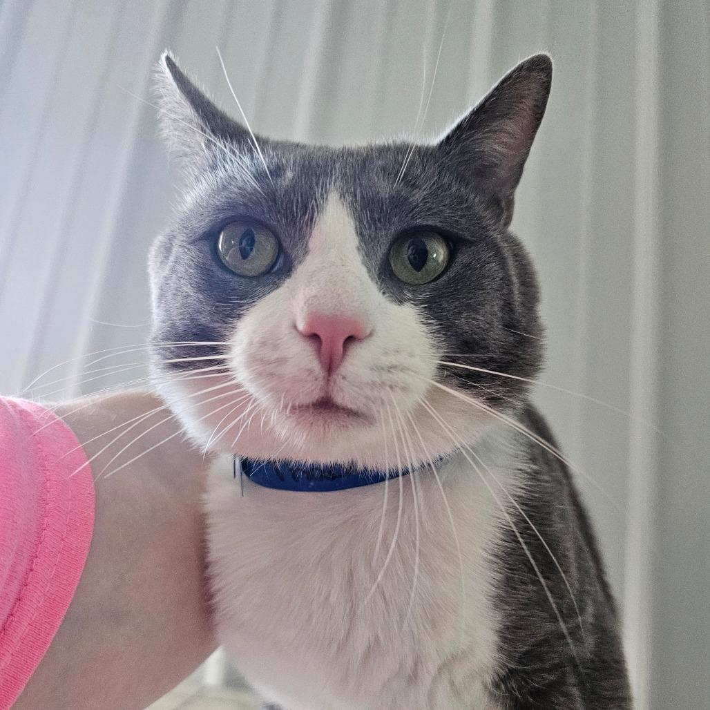 Thaddeus, a Adoptable Domestic Medium Hair in Corydon, IN image 2/3