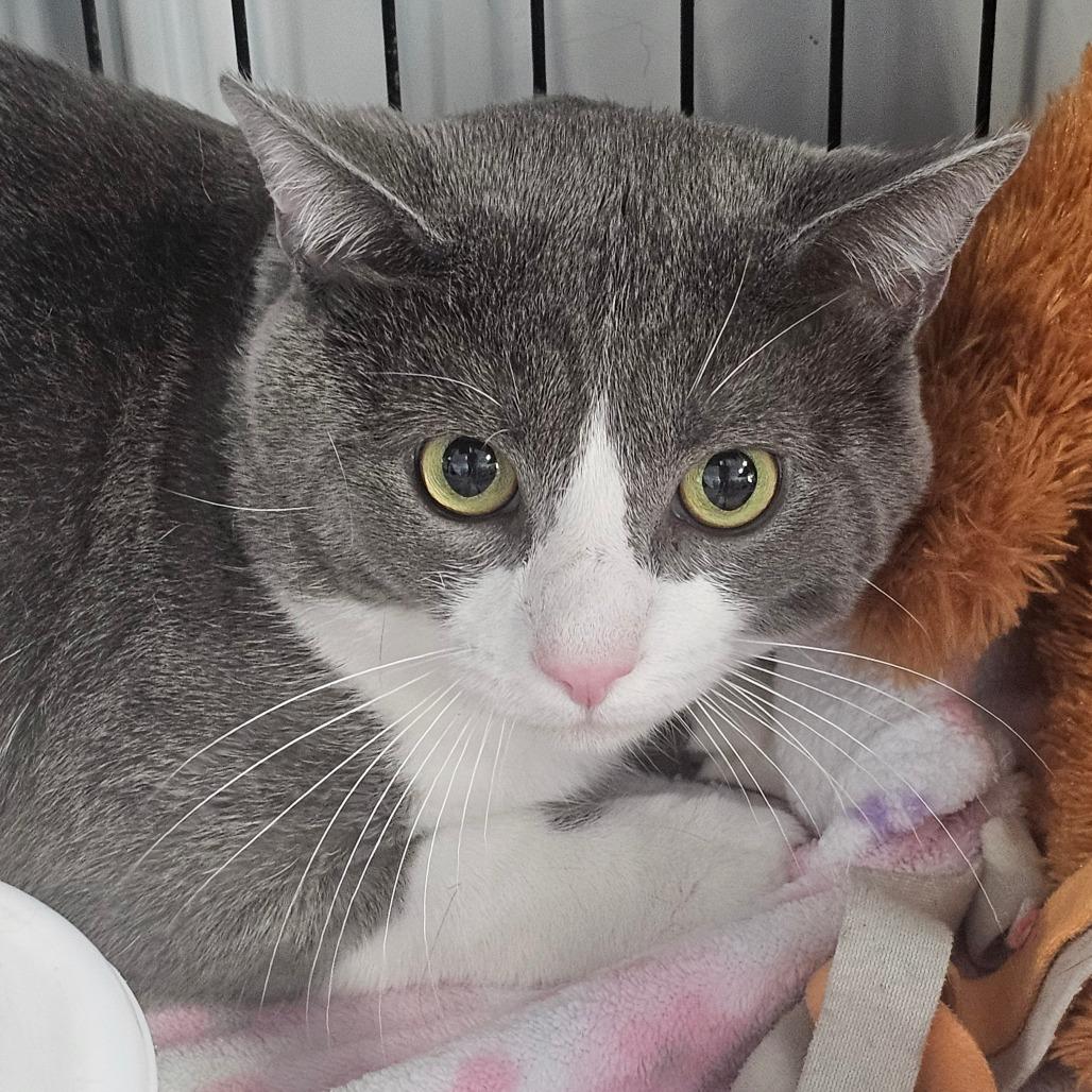 Thaddeus, a Adoptable Domestic Medium Hair in Corydon, IN image 3/3