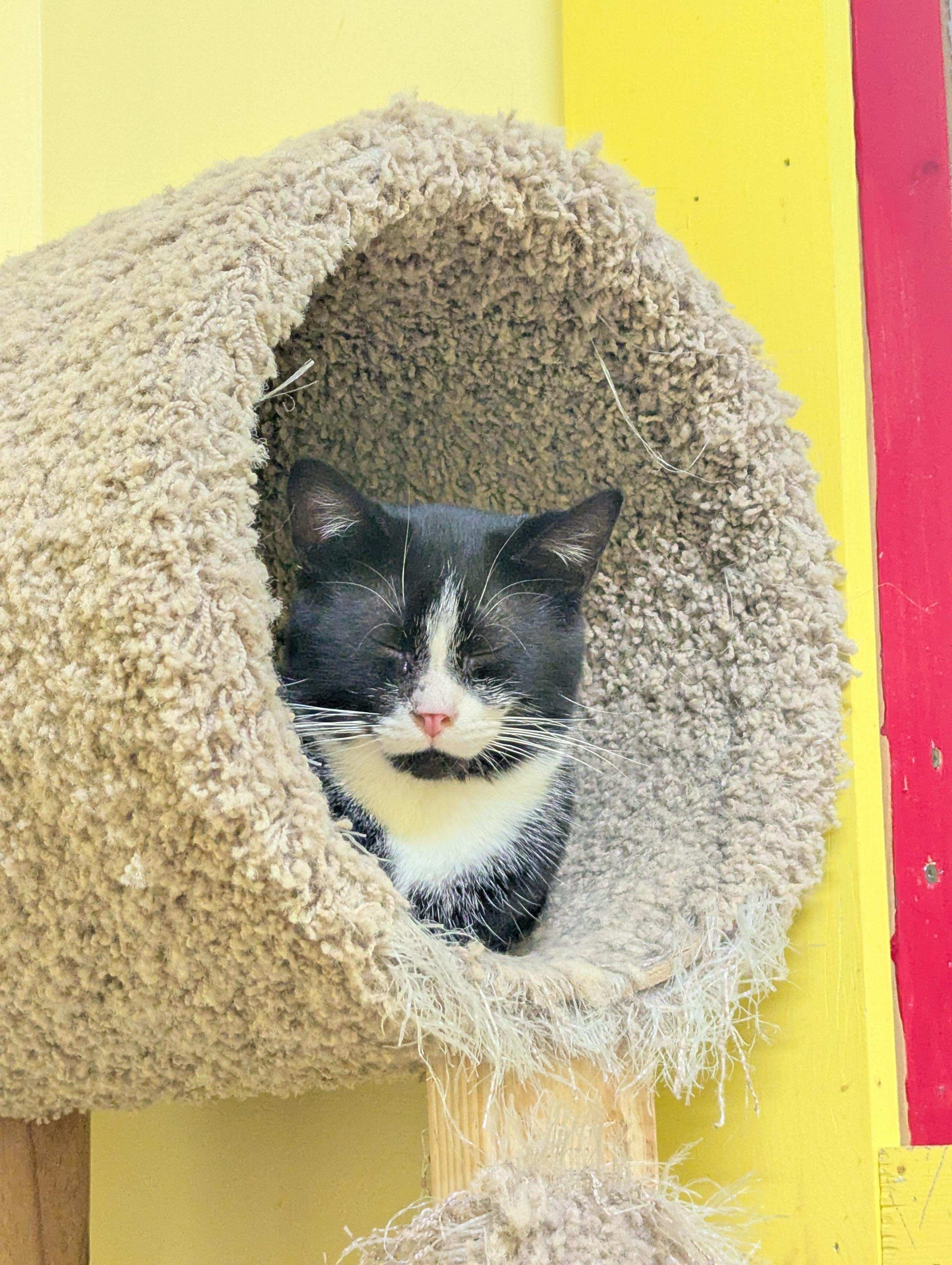 HARVEY, a Adoptable Domestic Short Hair in Tillsonburg, ON image 6/6