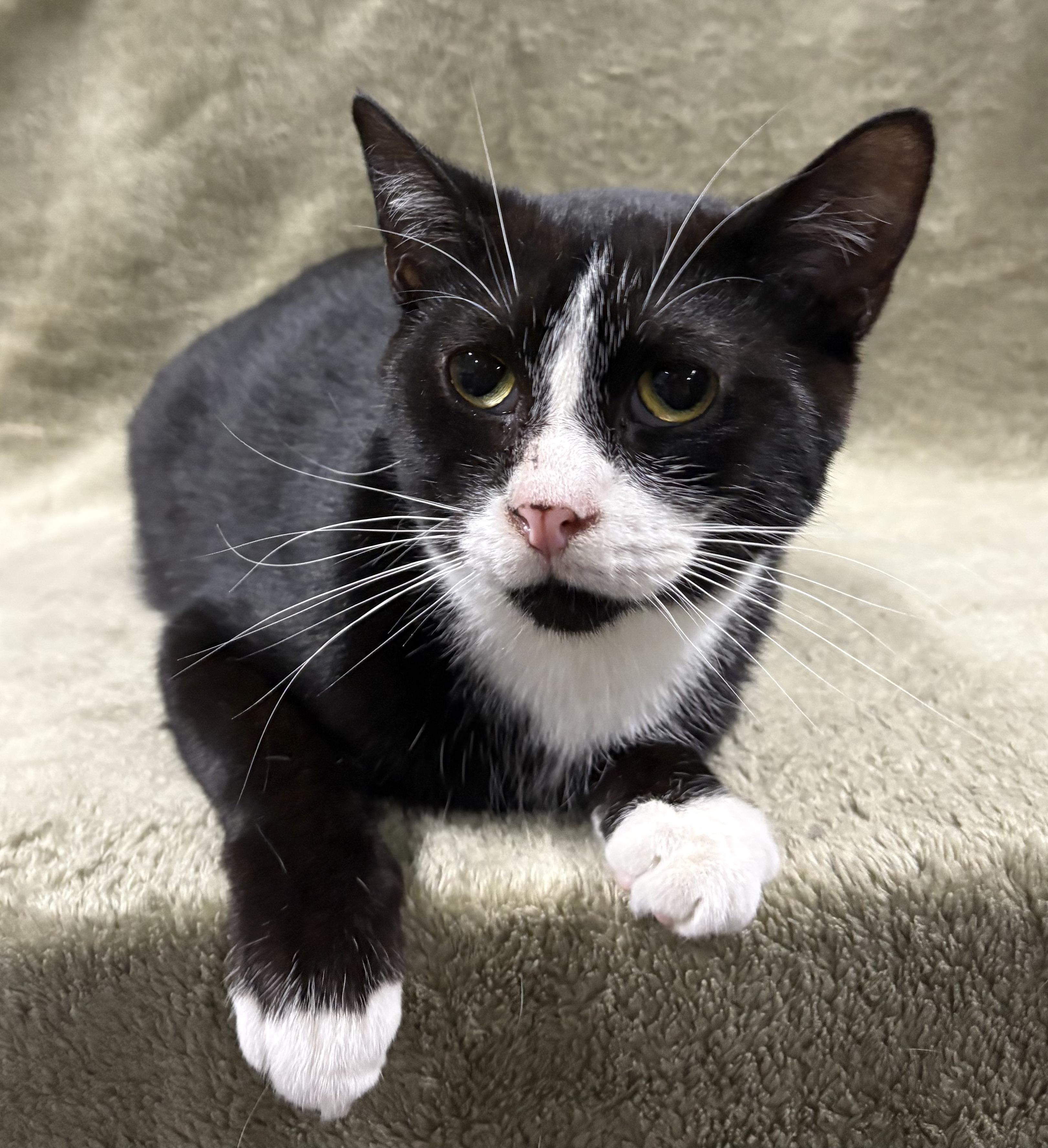 HARVEY, a Adoptable Domestic Short Hair in Tillsonburg, ON image 3/6