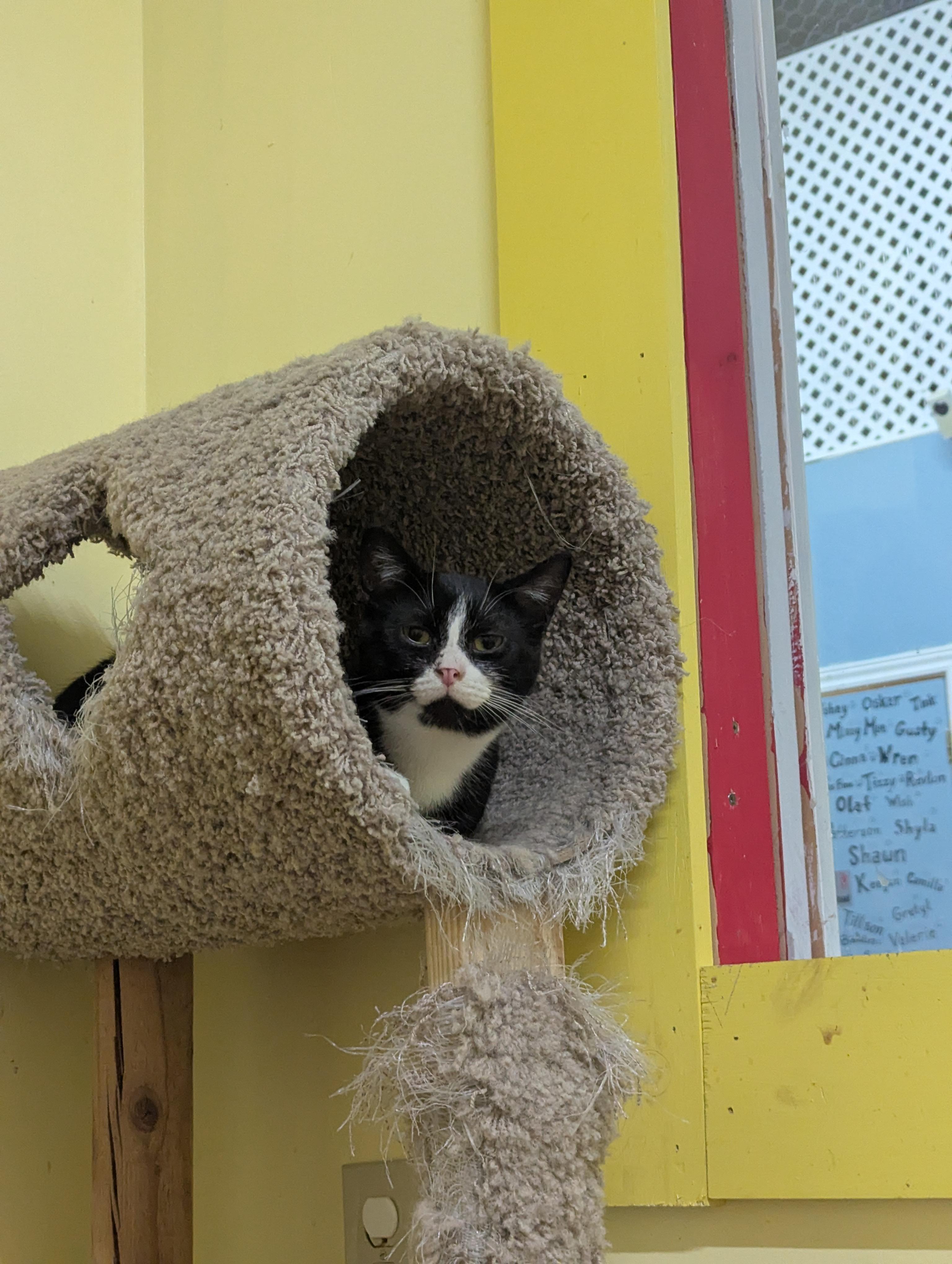 HARVEY, a Adoptable Domestic Short Hair in Tillsonburg, ON image 2/6