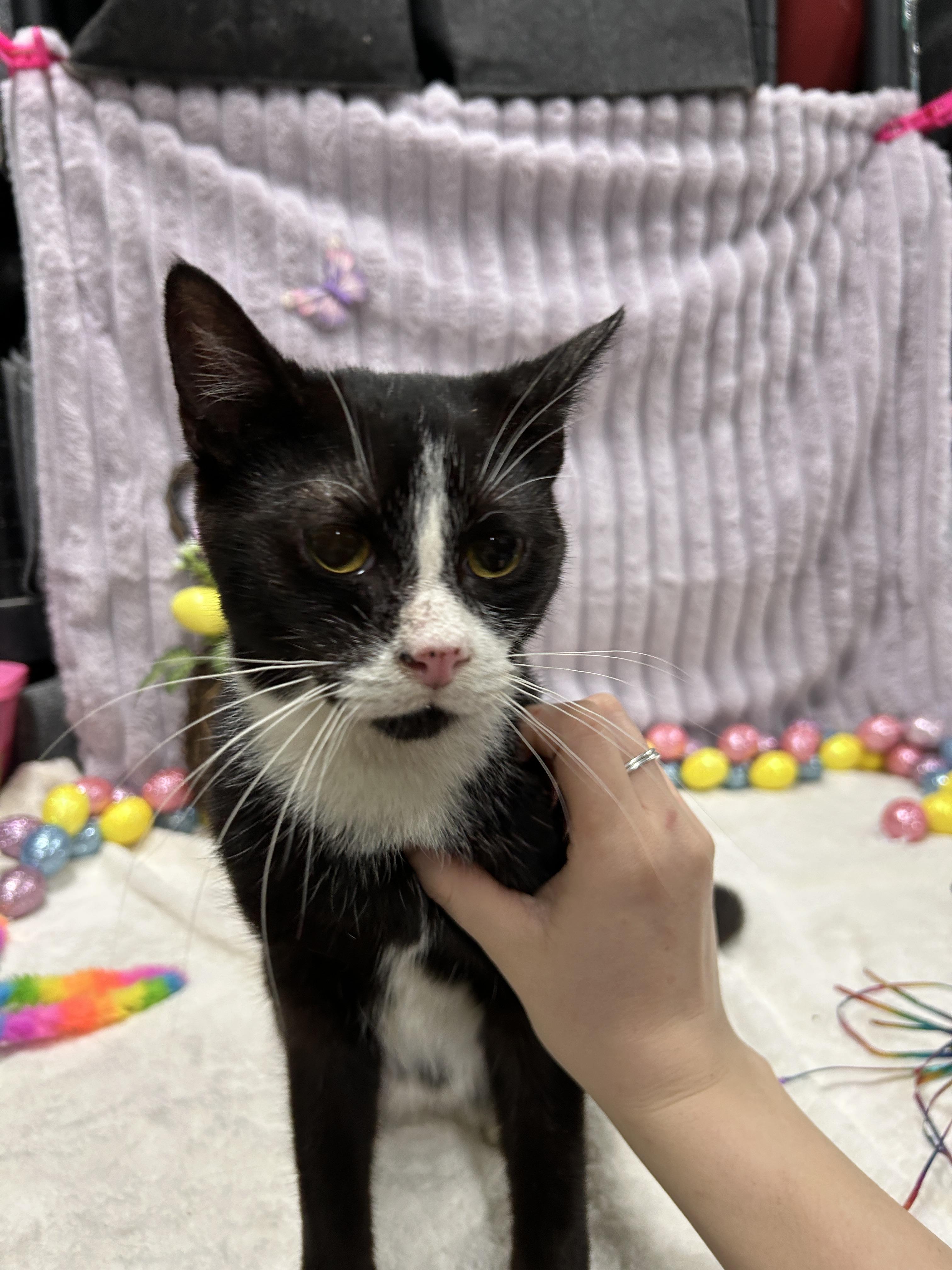 HARVEY, a Adoptable Domestic Short Hair in Tillsonburg, ON image 4/6