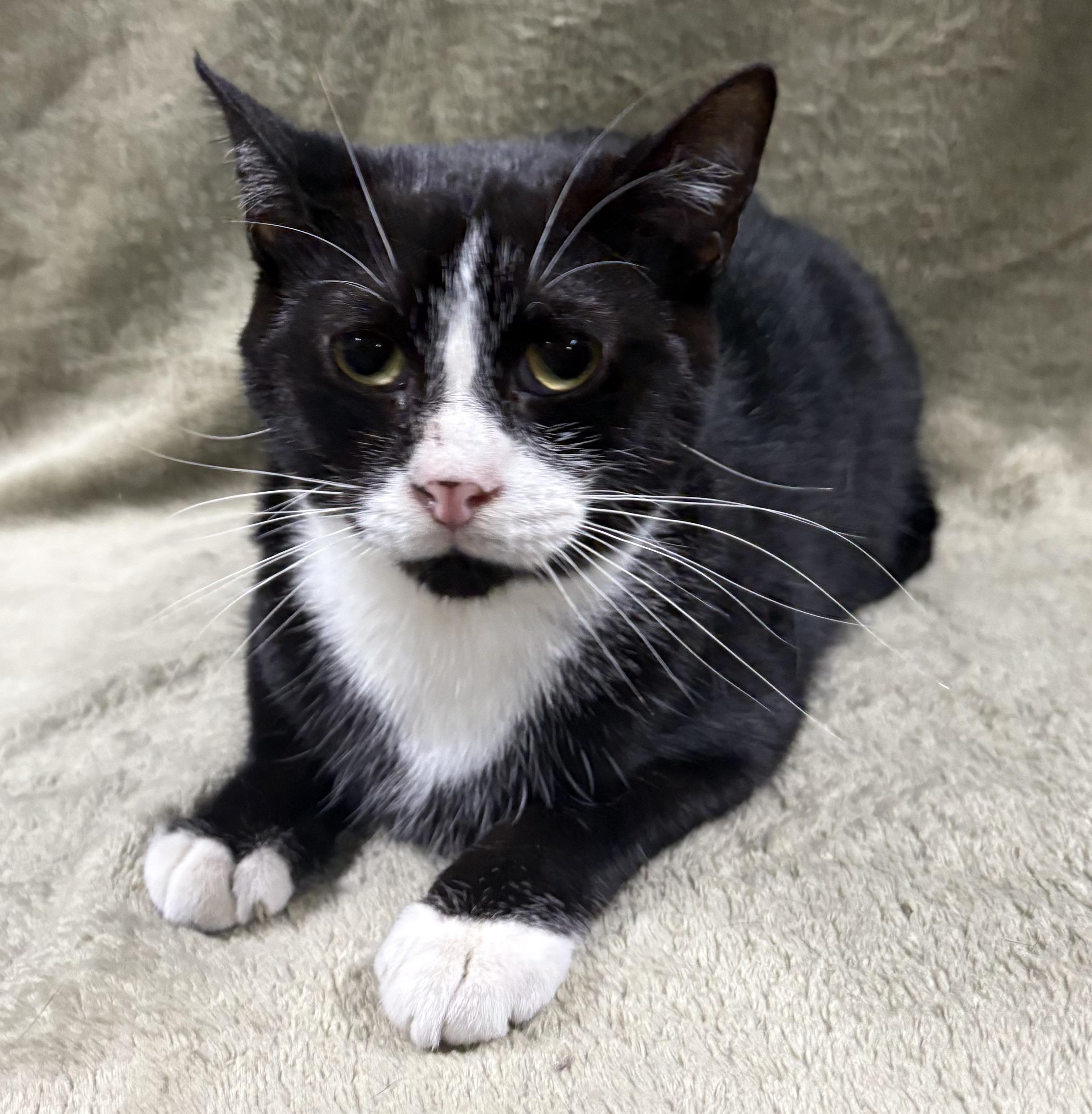 HARVEY, a Adoptable Domestic Short Hair in Tillsonburg, ON image 5/6