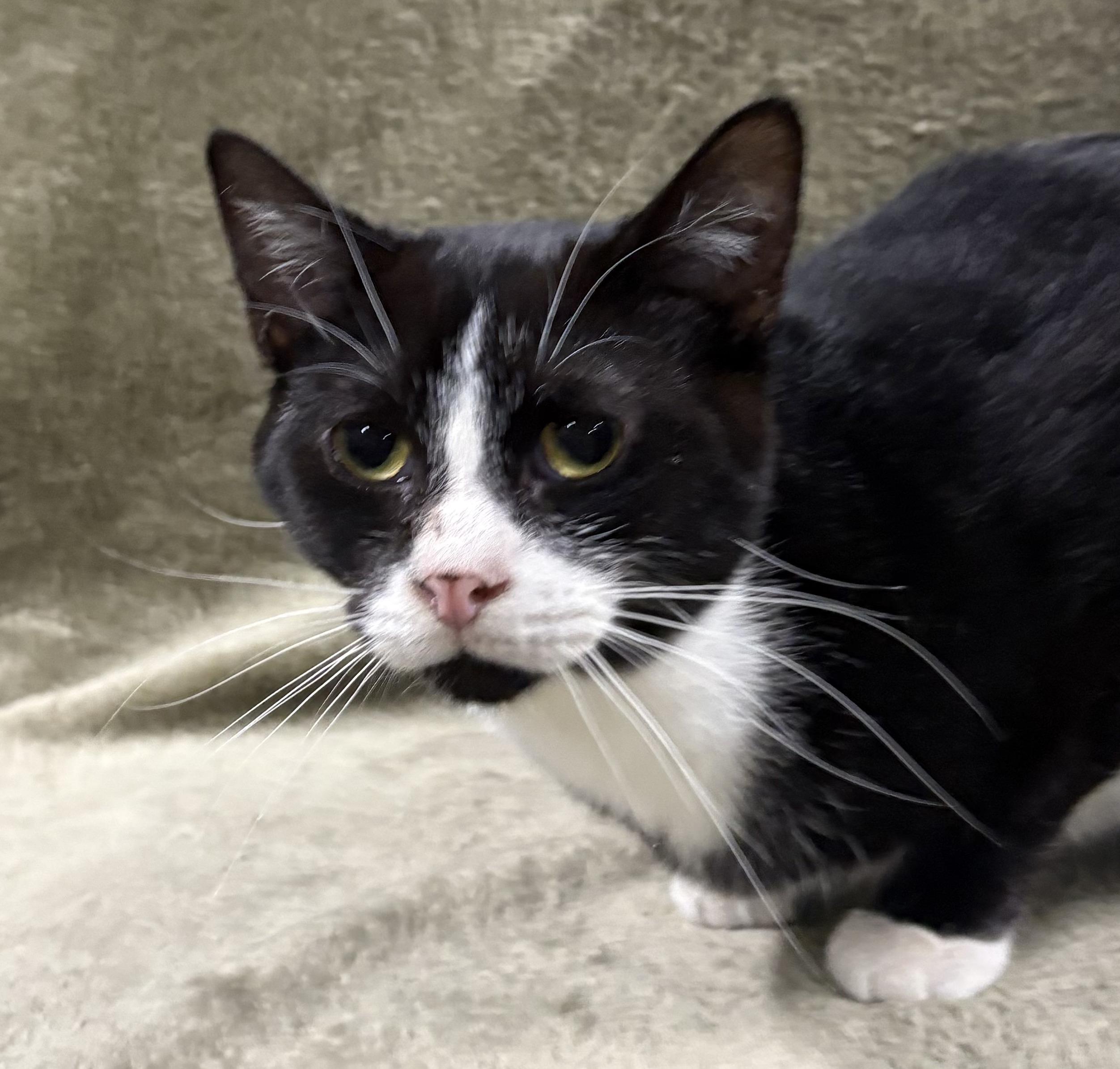 HARVEY, a Adoptable Domestic Short Hair in Tillsonburg, ON image 6/6