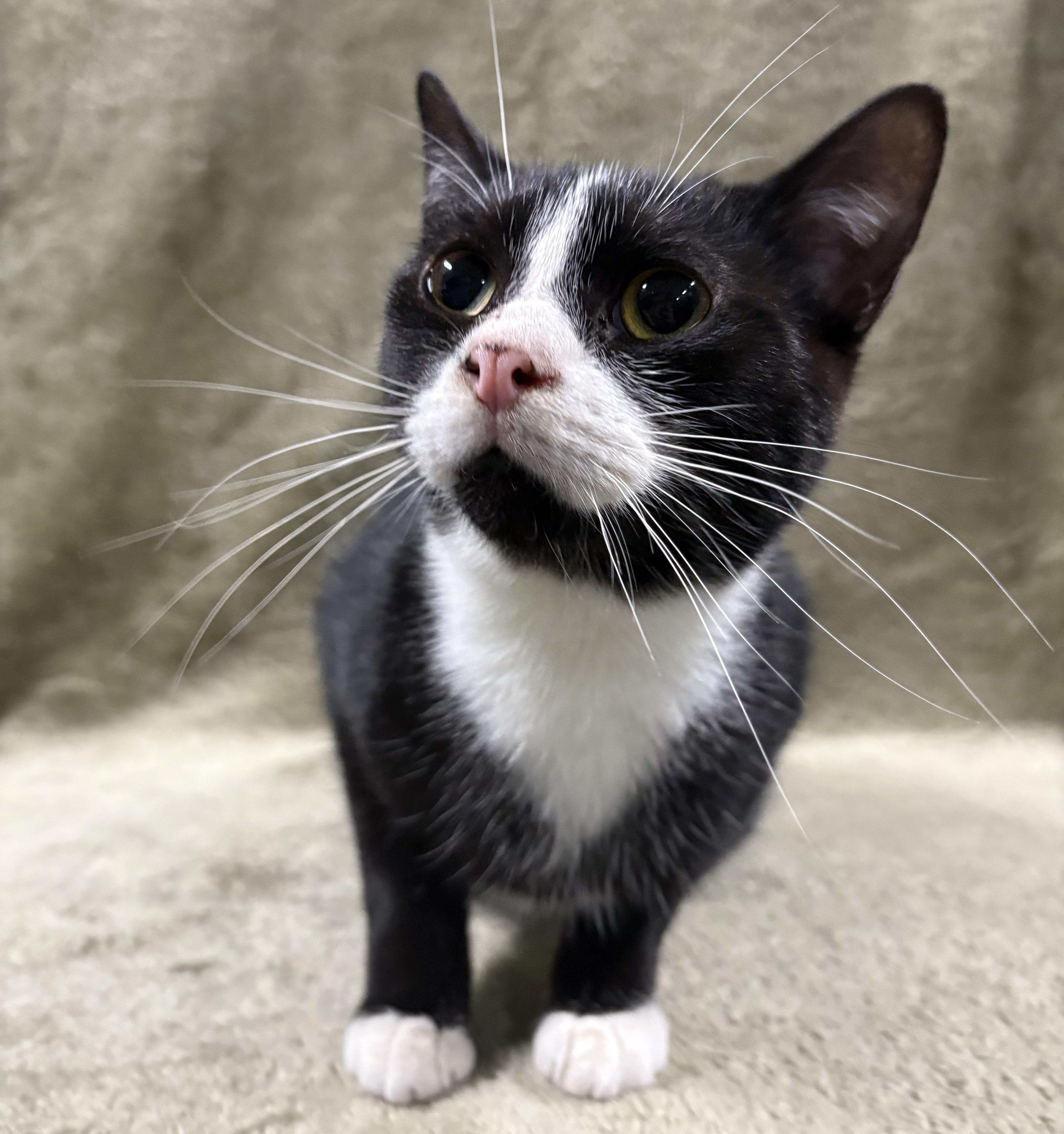 HARVEY, Adoptable, Young Male Domestic Short Hair.