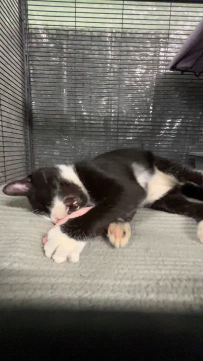 Enlarge HARVEY, a Adoptable Domestic Short Hair in Tillsonburg, ON video 2/6