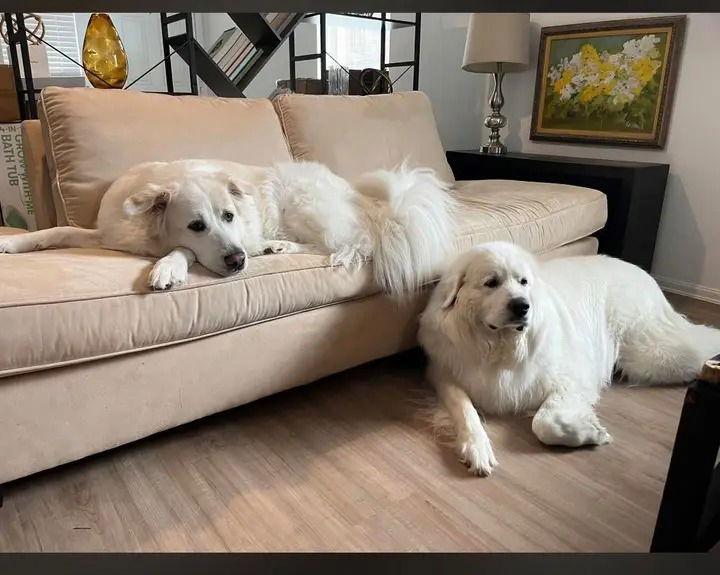 Enlarge Whiskey, a Adoptable Great Pyrenees in Houston, TX image 1/3