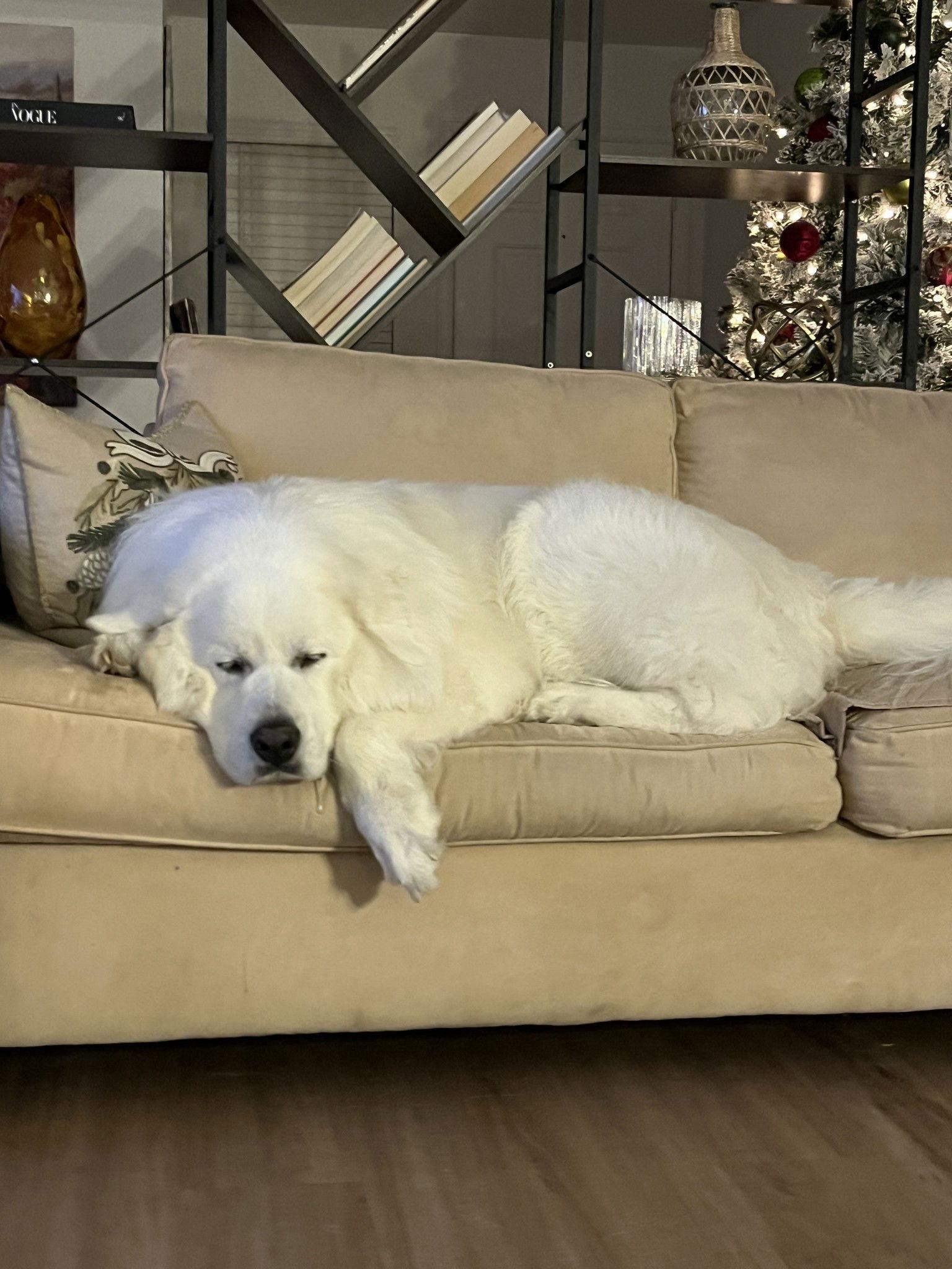 Enlarge Whiskey, a Adoptable Great Pyrenees in Houston, TX image 2/3