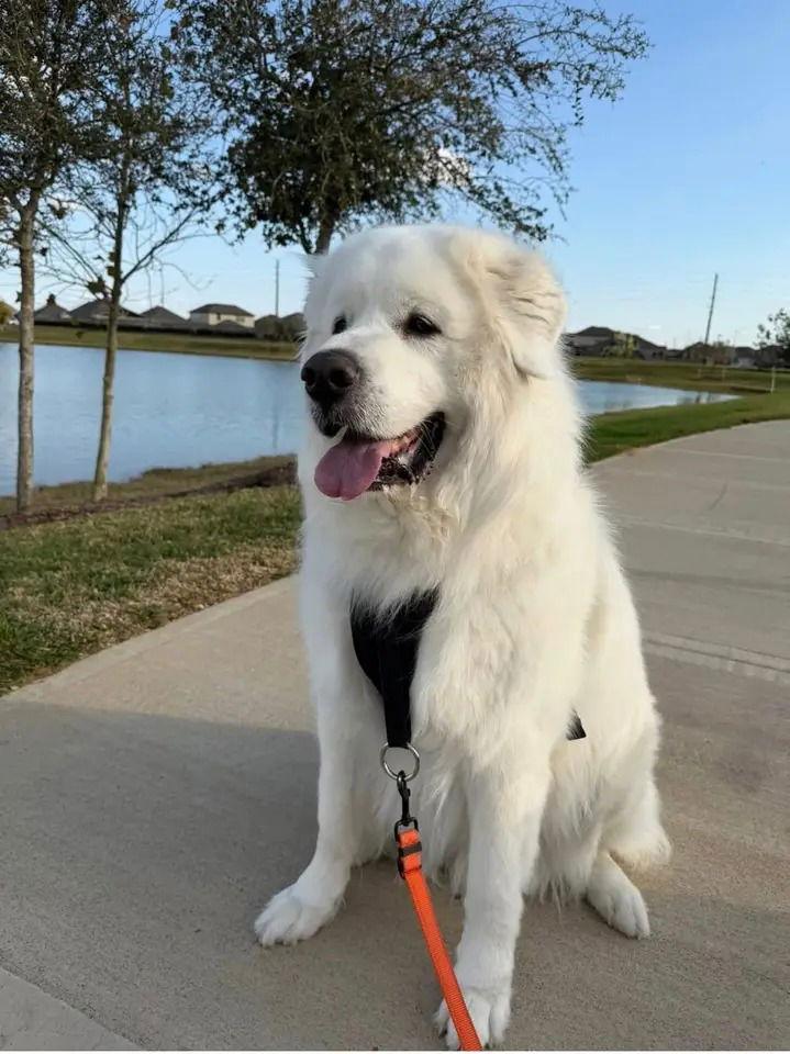 Enlarge Whiskey, a Adoptable Great Pyrenees in Houston, TX image 3/3