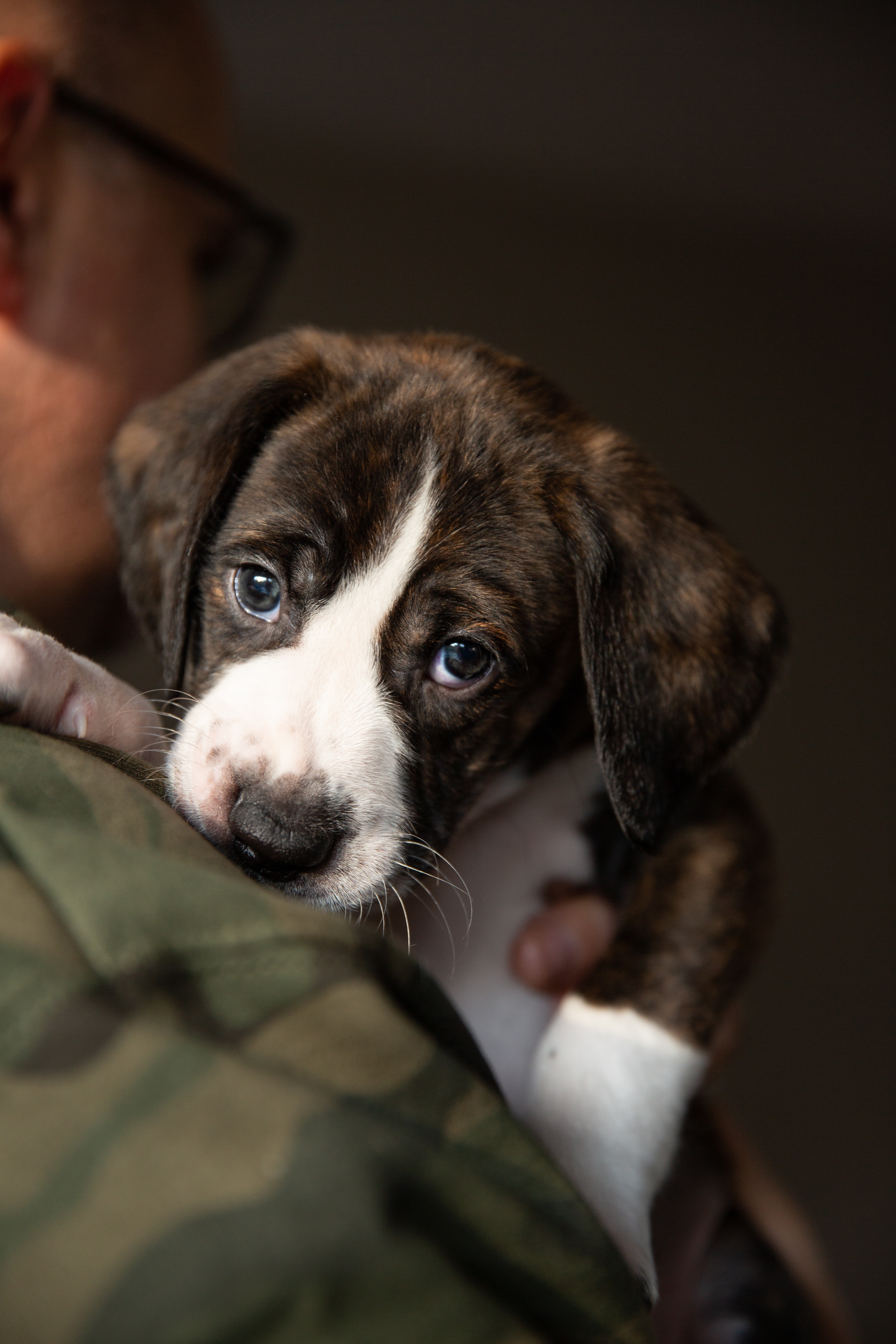 Feist Adoption Feist Puppy