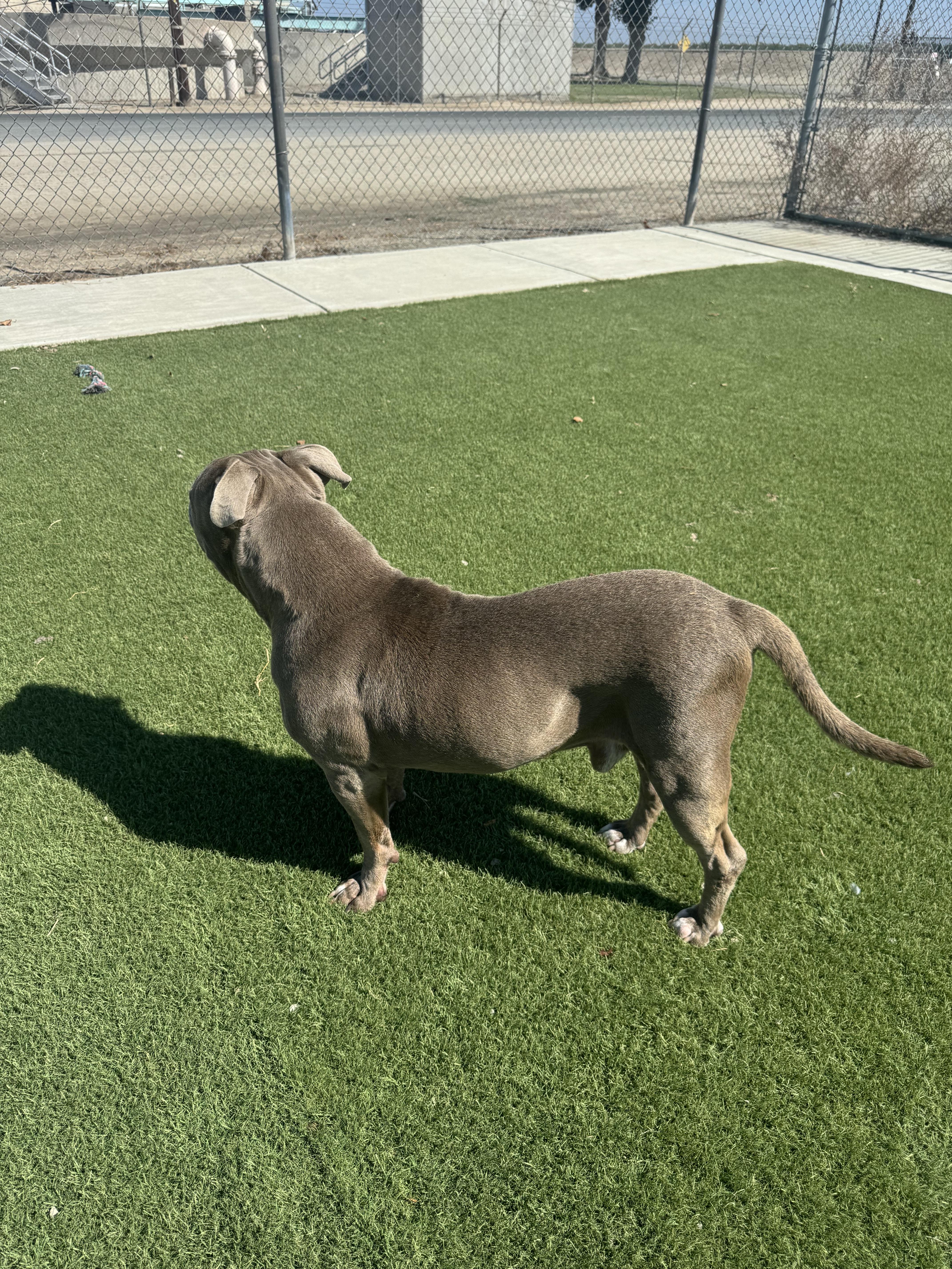 GILBERT (AVAILABLE 10/06/25) 5