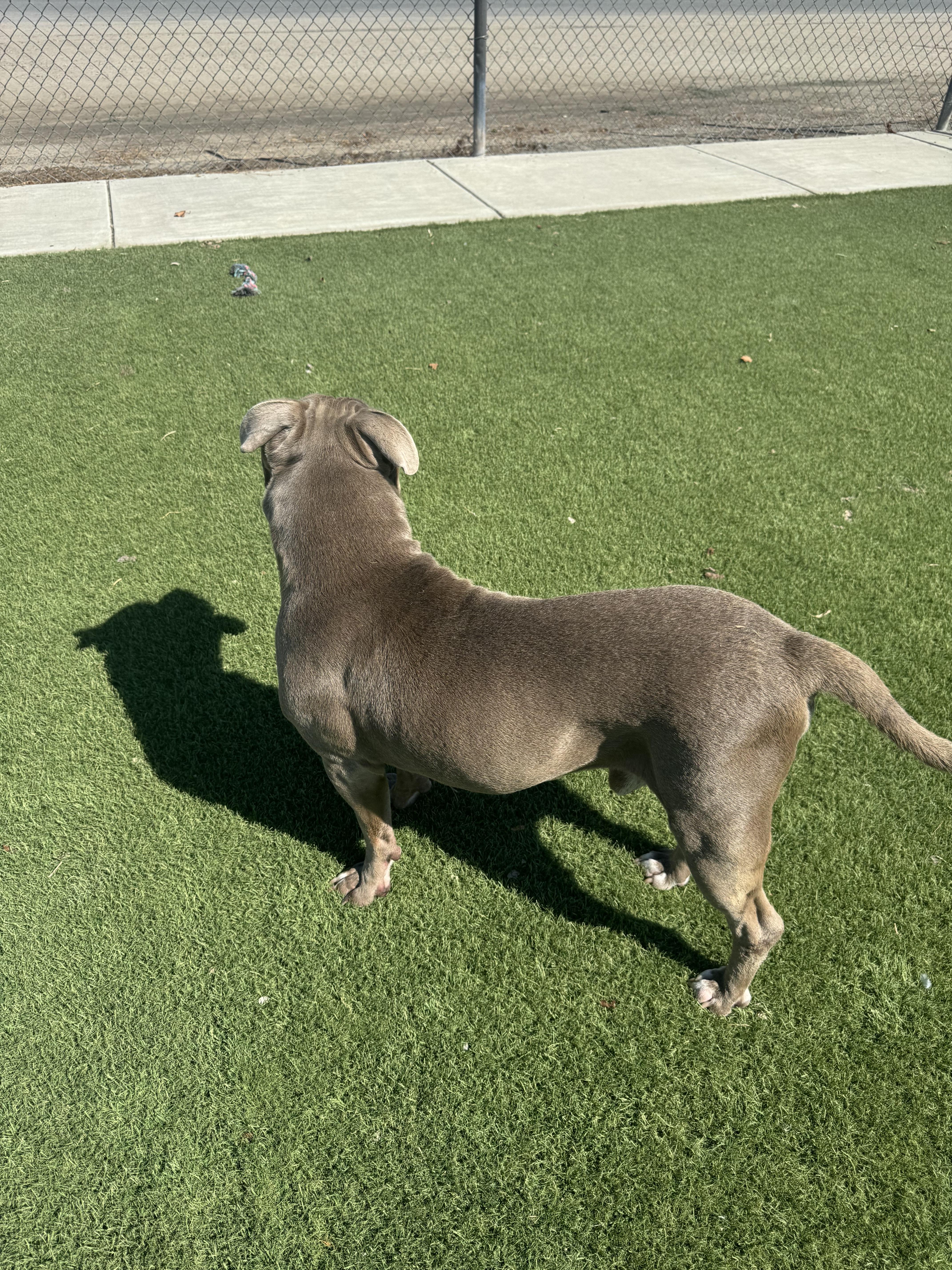 GILBERT (AVAILABLE 10/06/25) 4