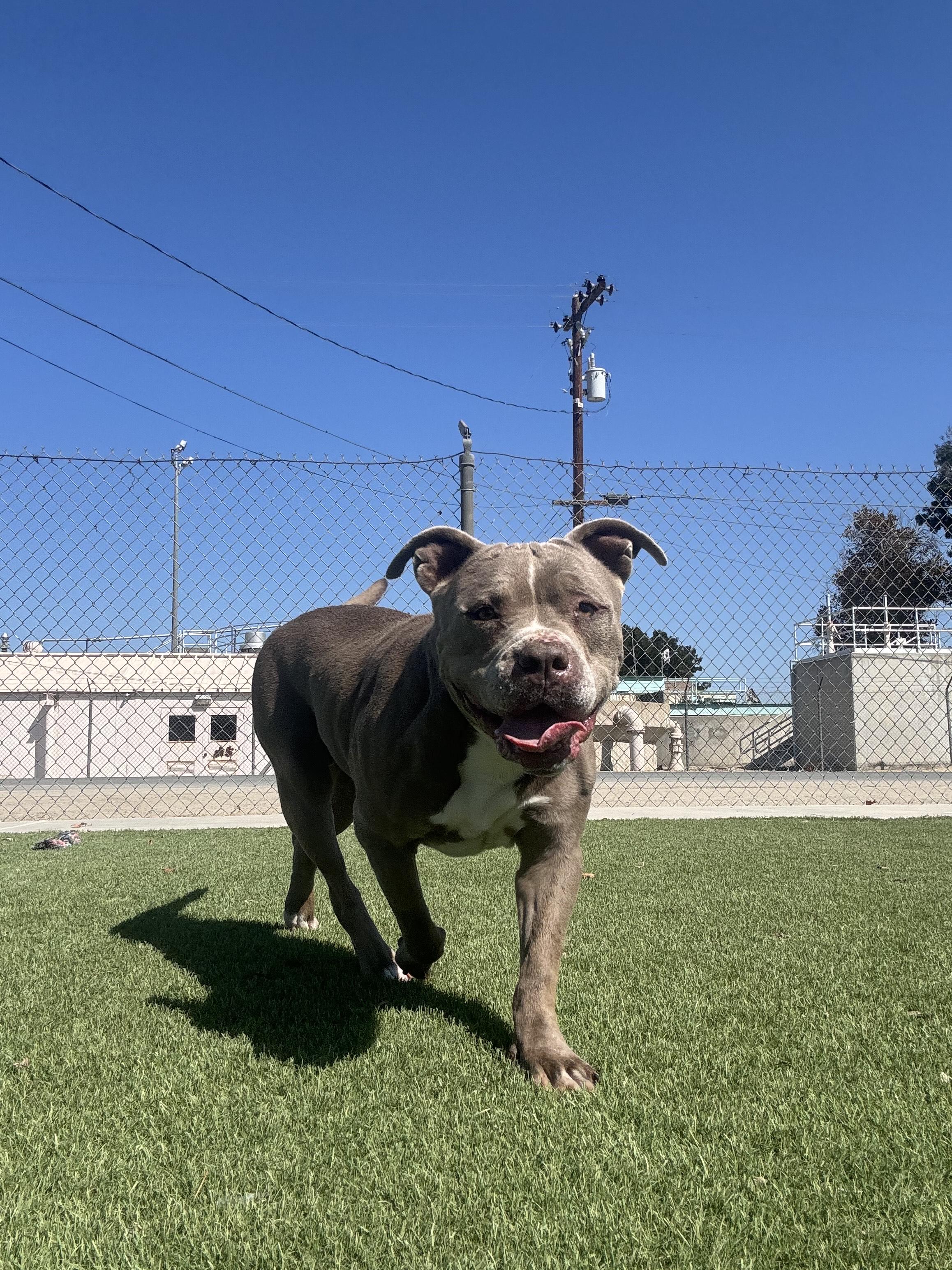 GILBERT (AVAILABLE 10/06/25)