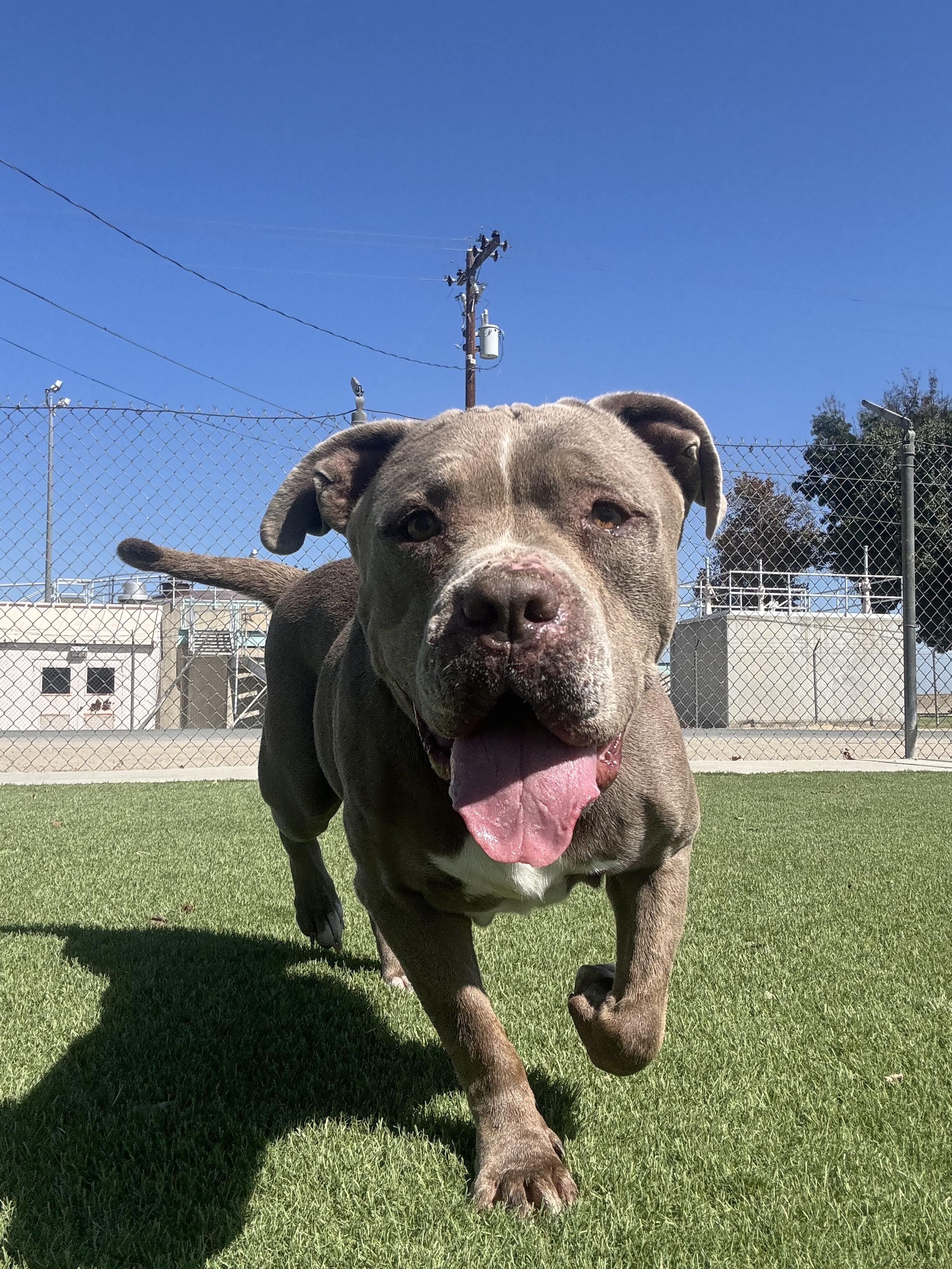 GILBERT (AVAILABLE 10/06/25) 3