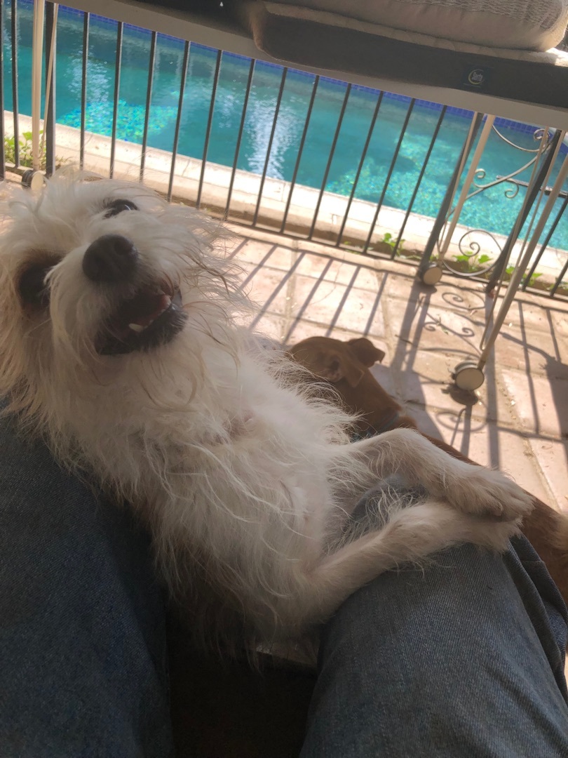 Enlarge Mushu, a Adoptable mixed breed in Lancaster, CA image 1/8