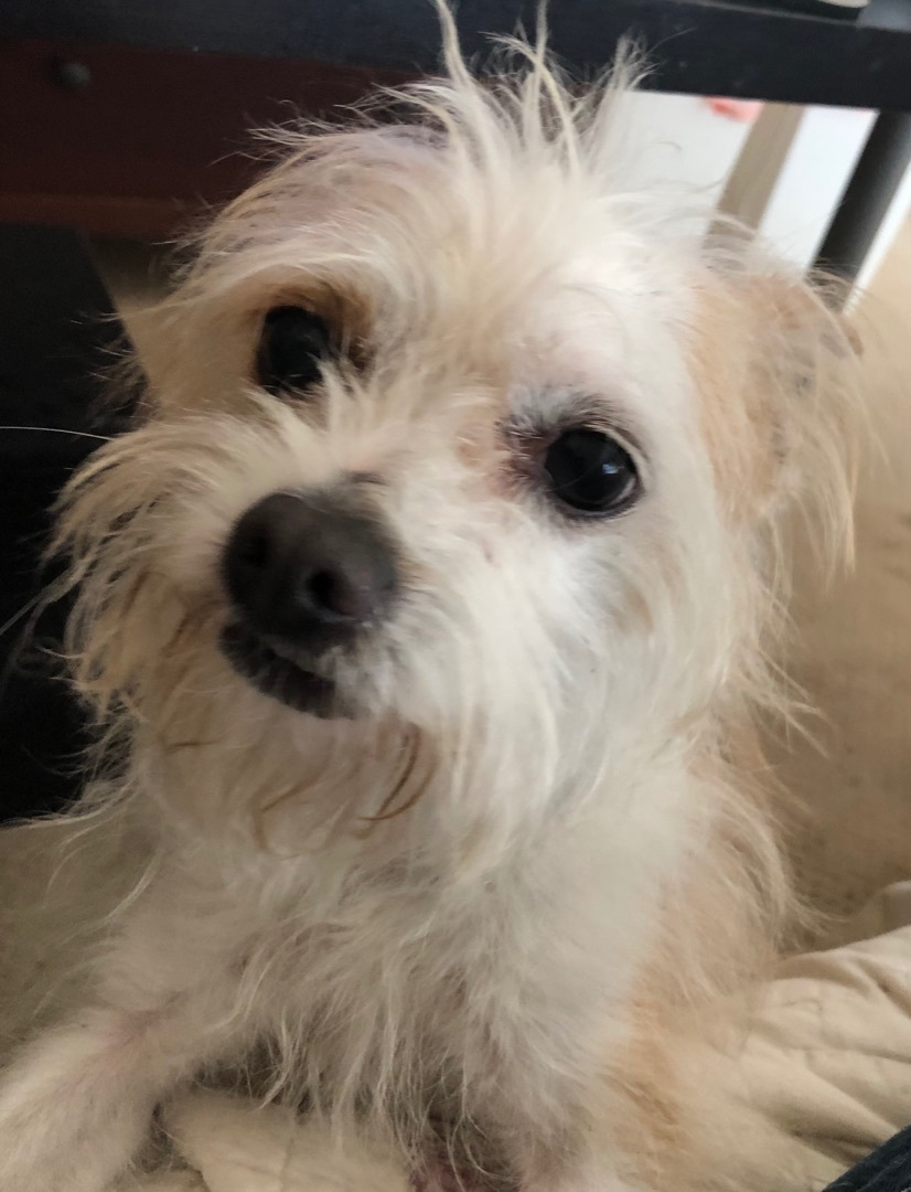Mushu, an adoptable Terrier in Lancaster, CA, 93535 | Photo Image 1