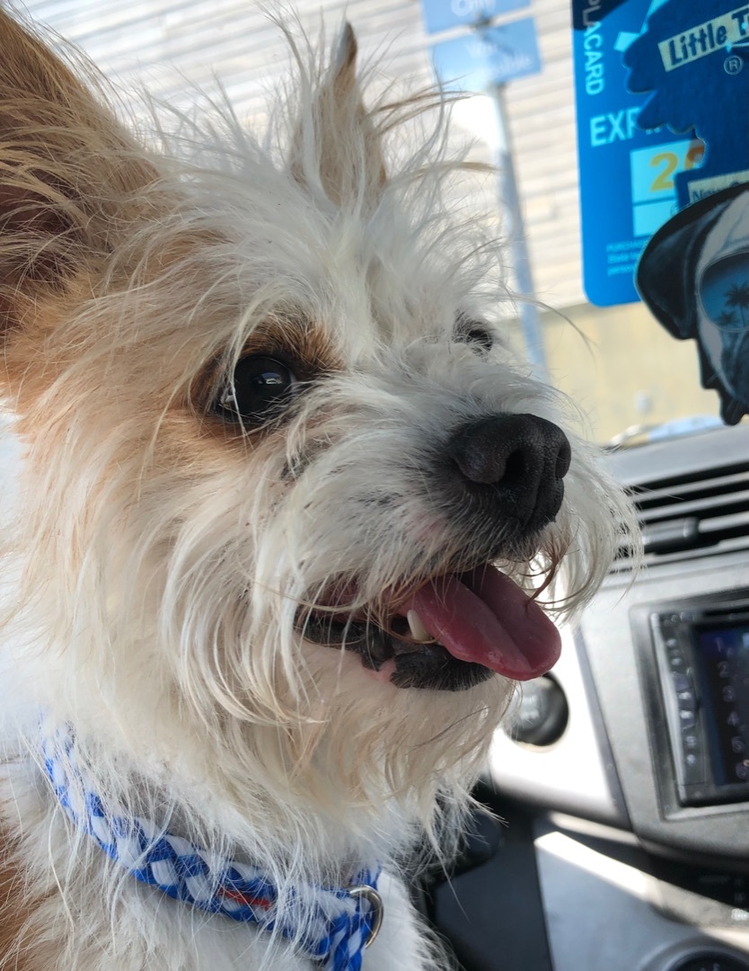 Enlarge Mushu, a Adoptable mixed breed in Lancaster, CA image 3/8