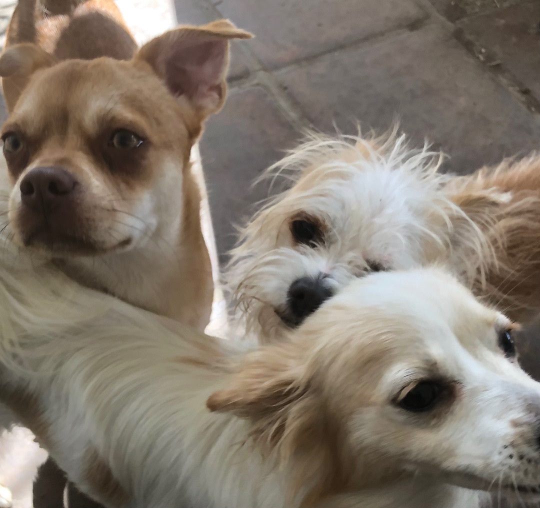 Enlarge Mushu, a Adoptable mixed breed in Lancaster, CA image 4/8