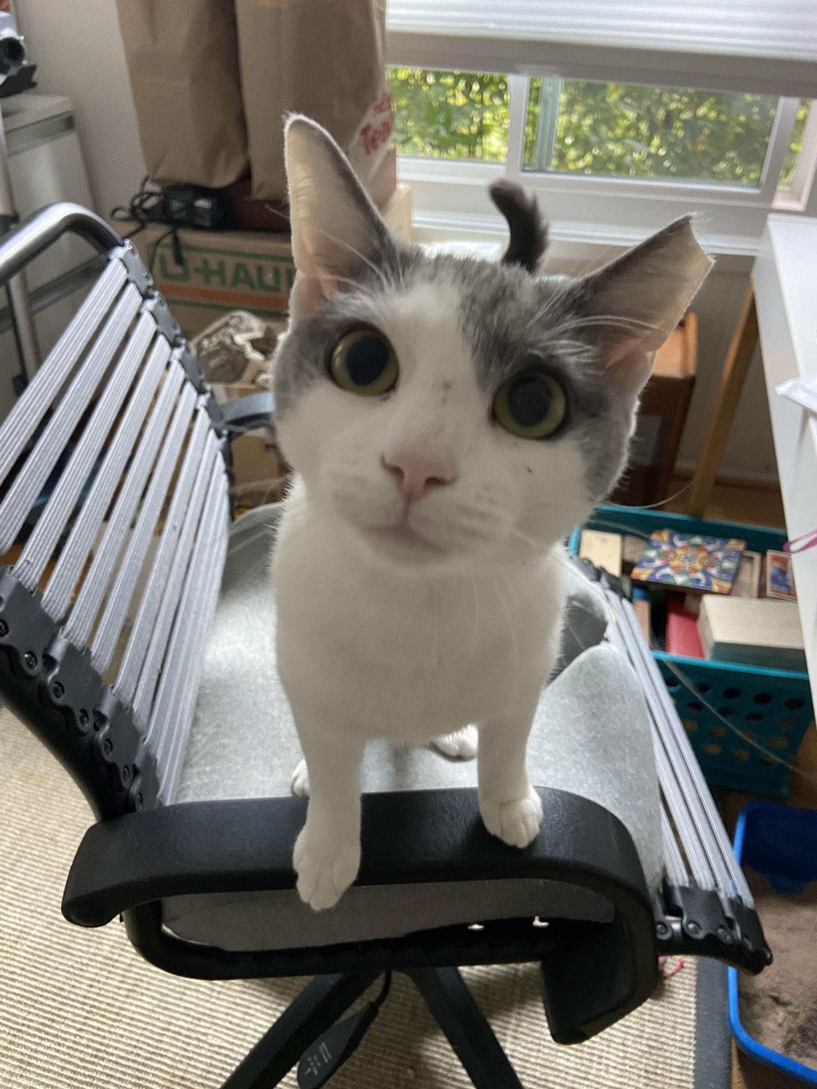 Carmen, Adoptable, Young Female Domestic Short Hair.