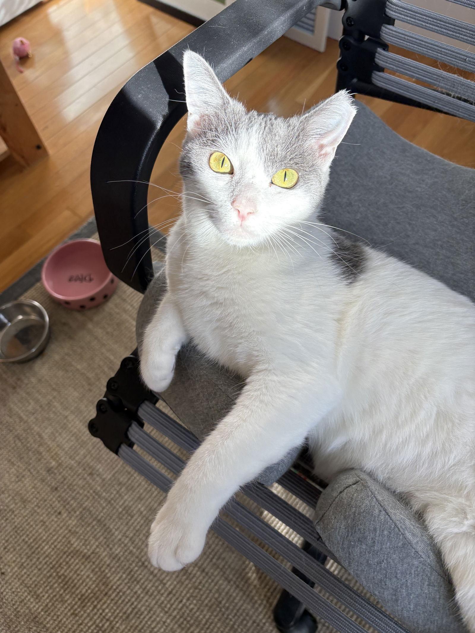 Enlarge Carmen, a Adoptable Domestic Short Hair in Alexandria, VA image 2/3