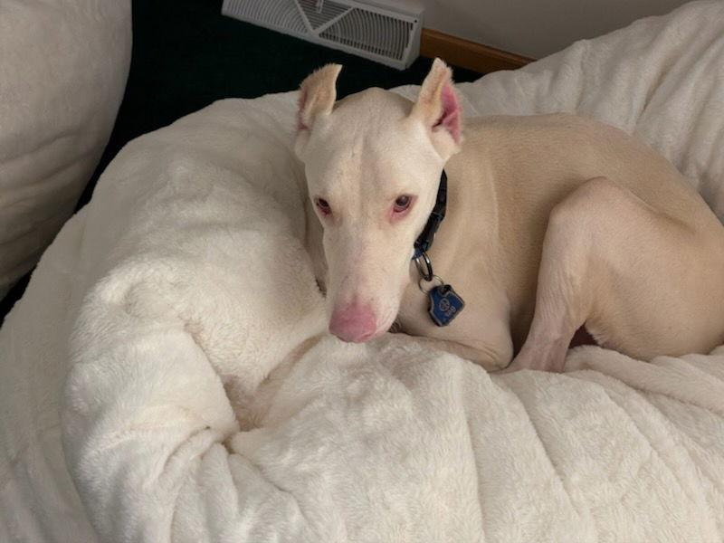 Enlarge Bluey, a Adoptable Doberman Pinscher in Buffalo, MN image 1/3