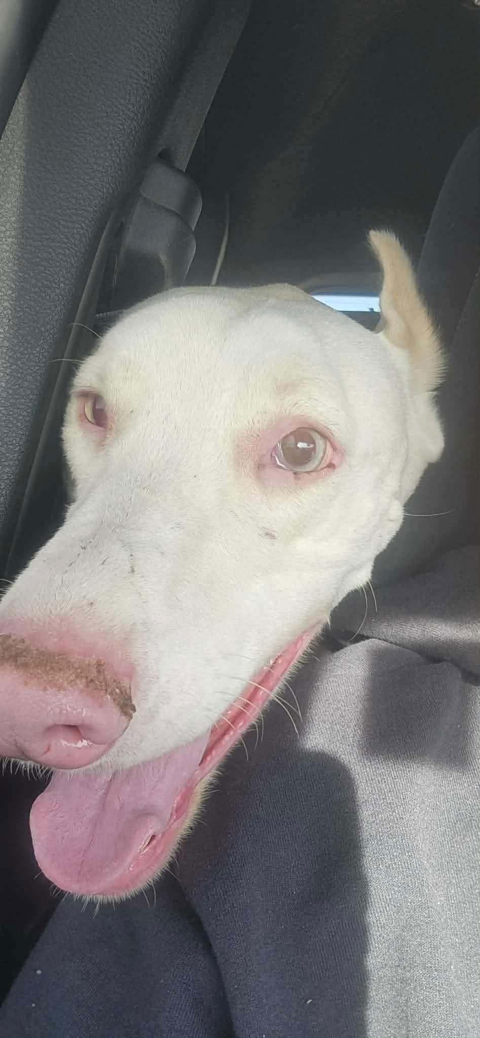 Bluey, a Adopted Doberman Pinscher in Buffalo, MN image 2/3