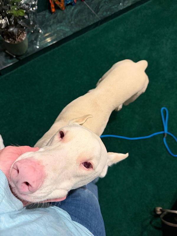 Enlarge Bluey, a Adoptable Doberman Pinscher in Buffalo, MN image 2/3