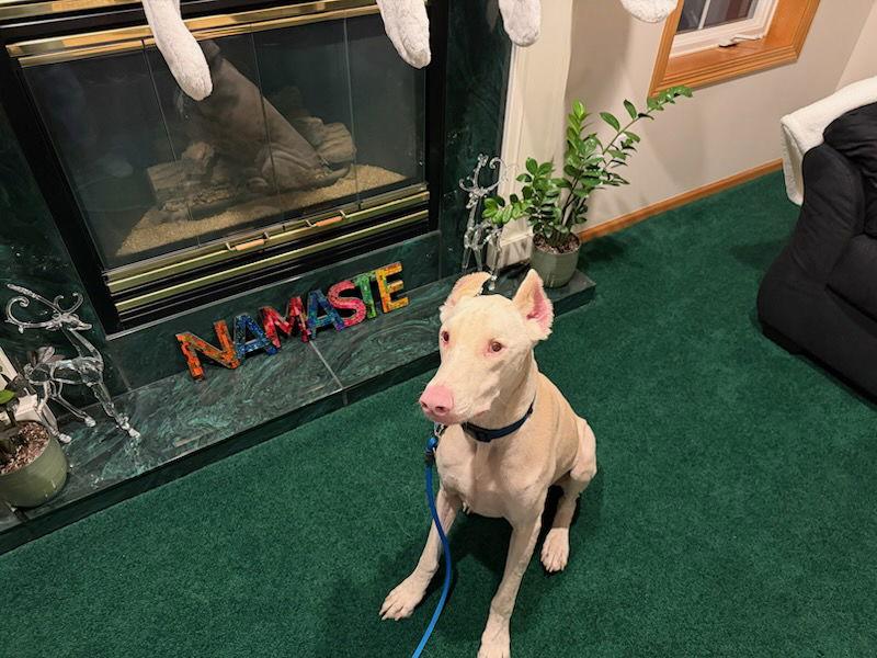 Enlarge Bluey, a Adoptable Doberman Pinscher in Buffalo, MN image 3/3