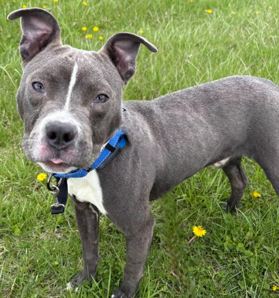 DEVO, Adoptable, Puppy Male Pit Bull Terrier.