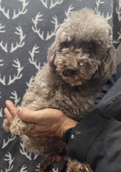 Enlarge Silas, a Adoptable Poodle in Malvern, PA image 1/1