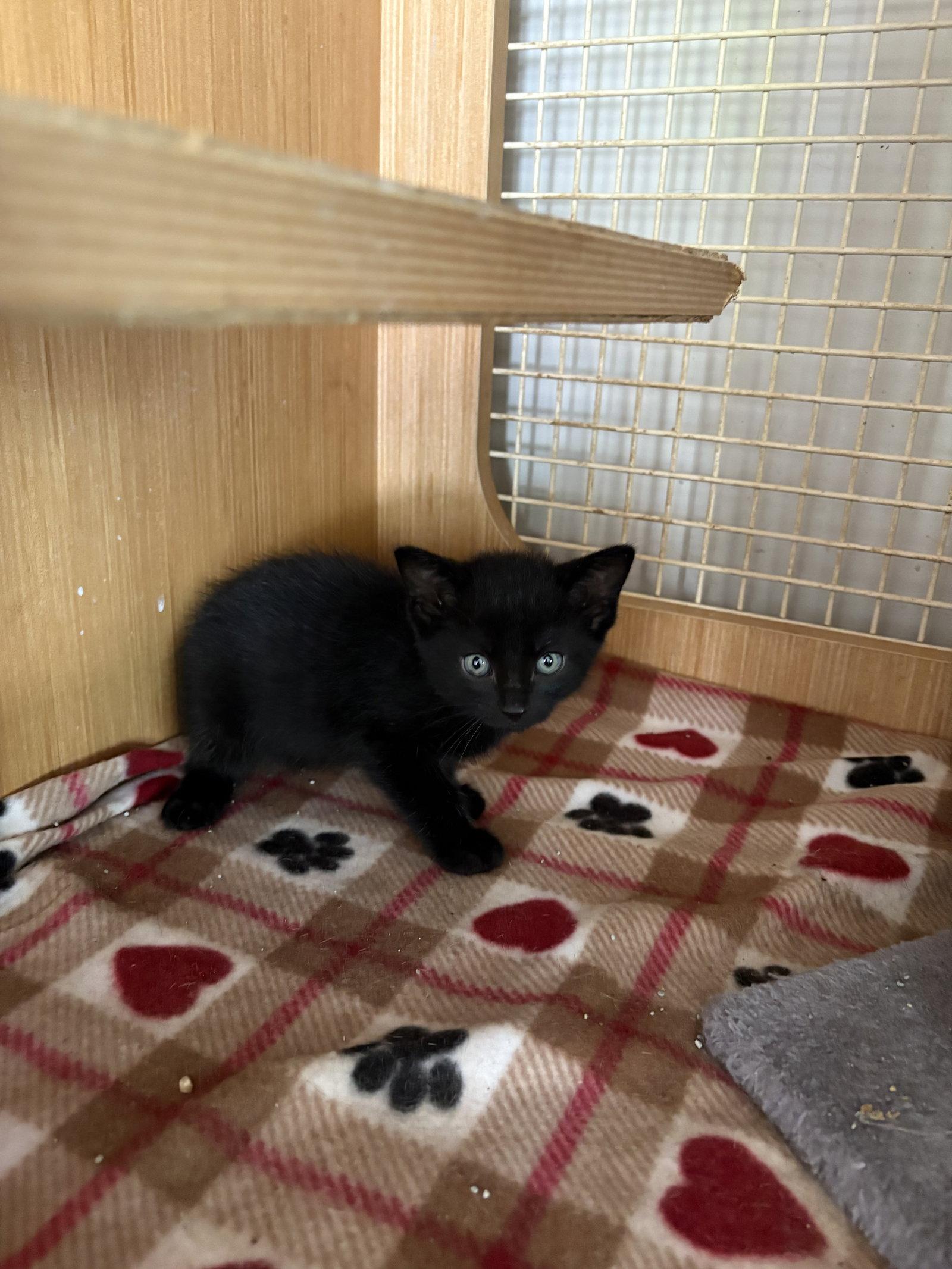 Alister ( th), Adoptable, Young Male Domestic Short Hair.