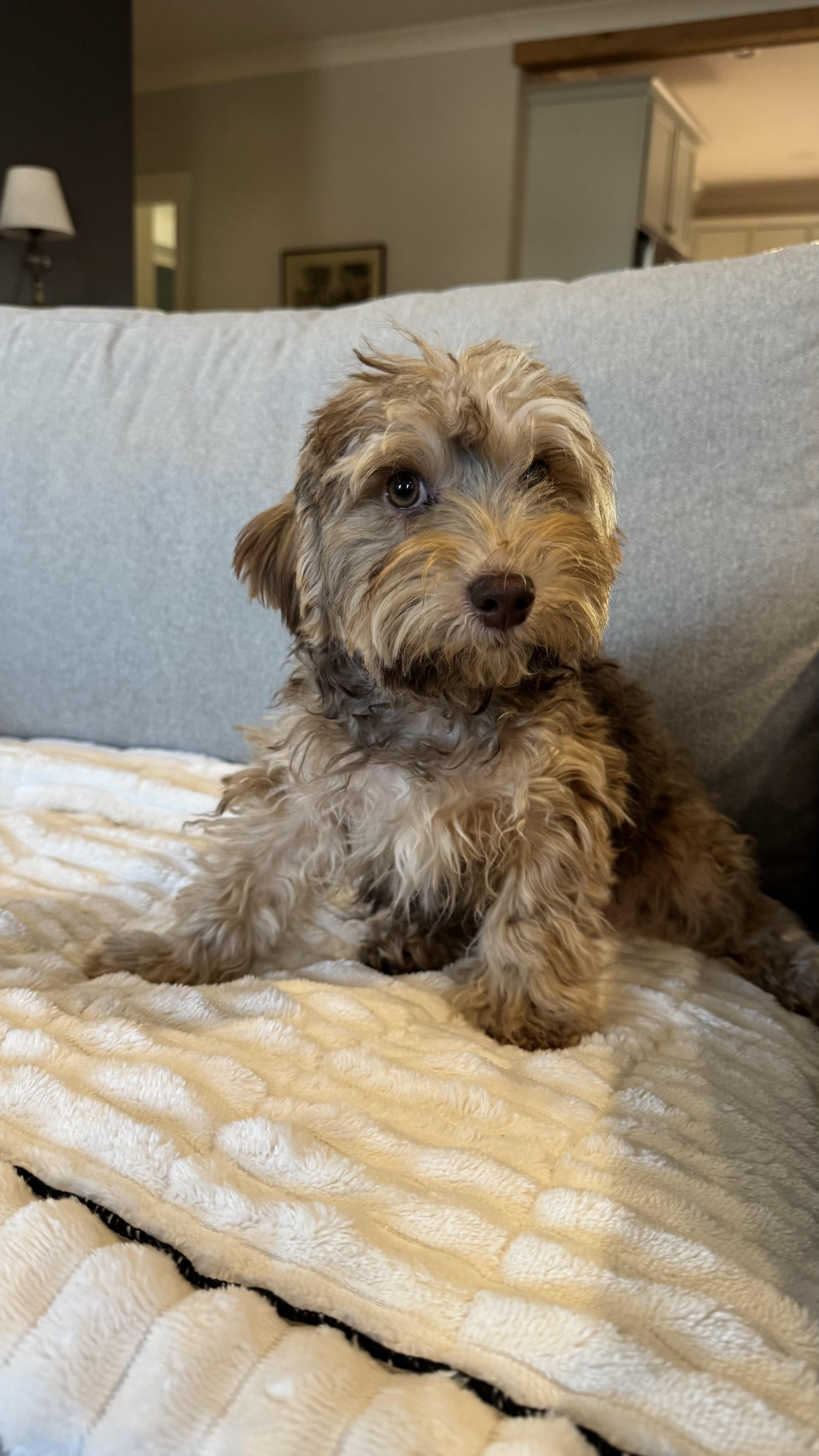 Teddy, Adopted, Young Male Yorkie Poo.
