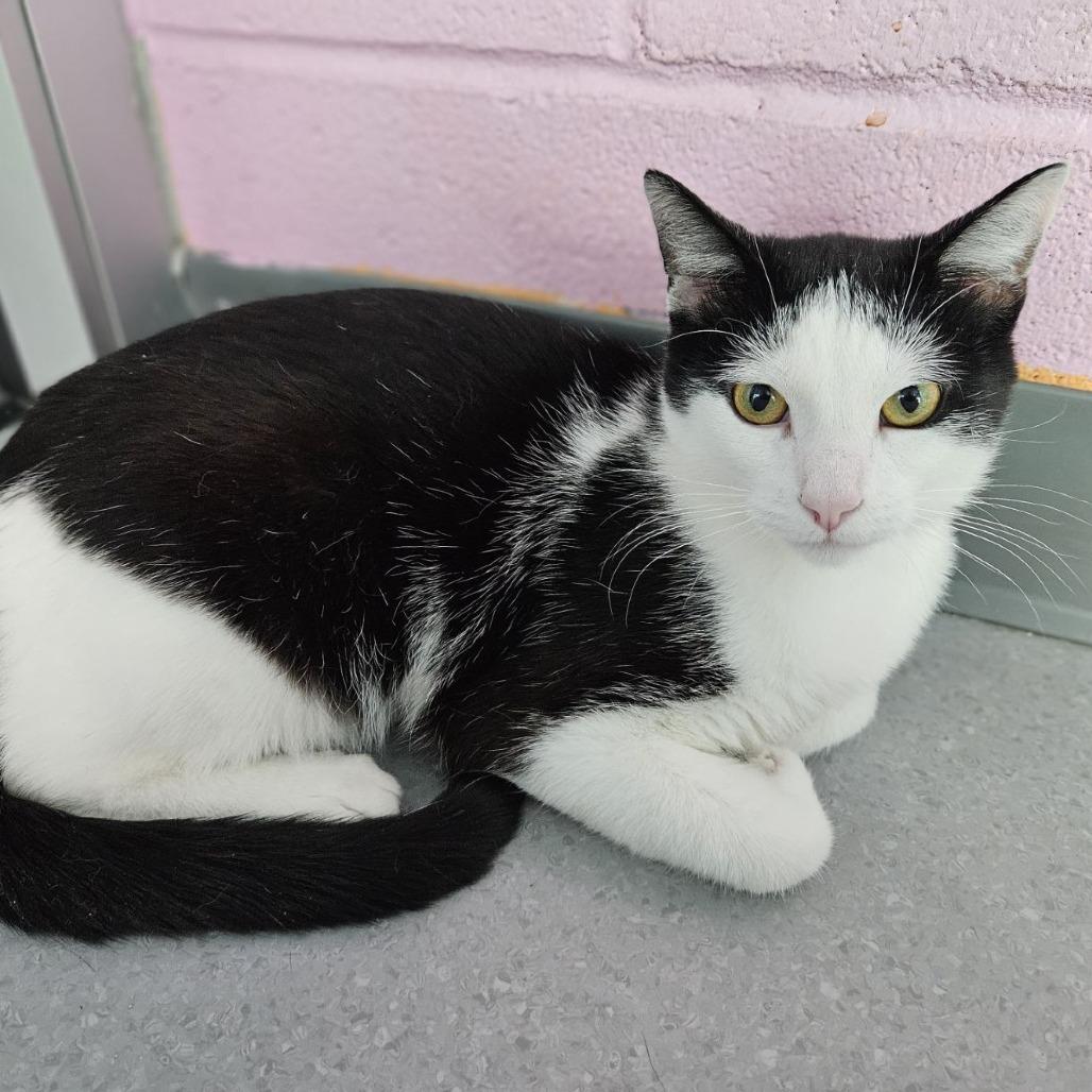Kemal Jr, Adoptable, Young Male Domestic Short Hair.