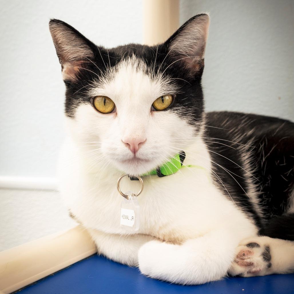 Kemal Jr, a Adoptable Domestic Short Hair in Lakewood, CO image 2/6