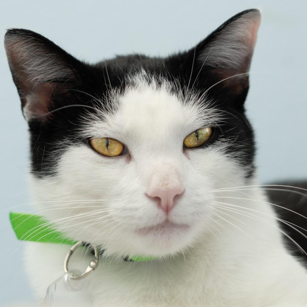 Kemal Jr, a Adoptable Domestic Short Hair in Lakewood, CO image 3/6