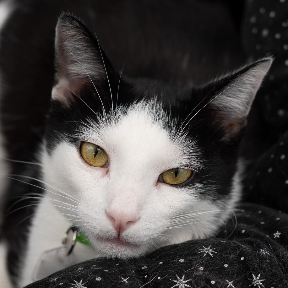 Kemal Jr, a Adoptable Domestic Short Hair in Lakewood, CO image 3/6