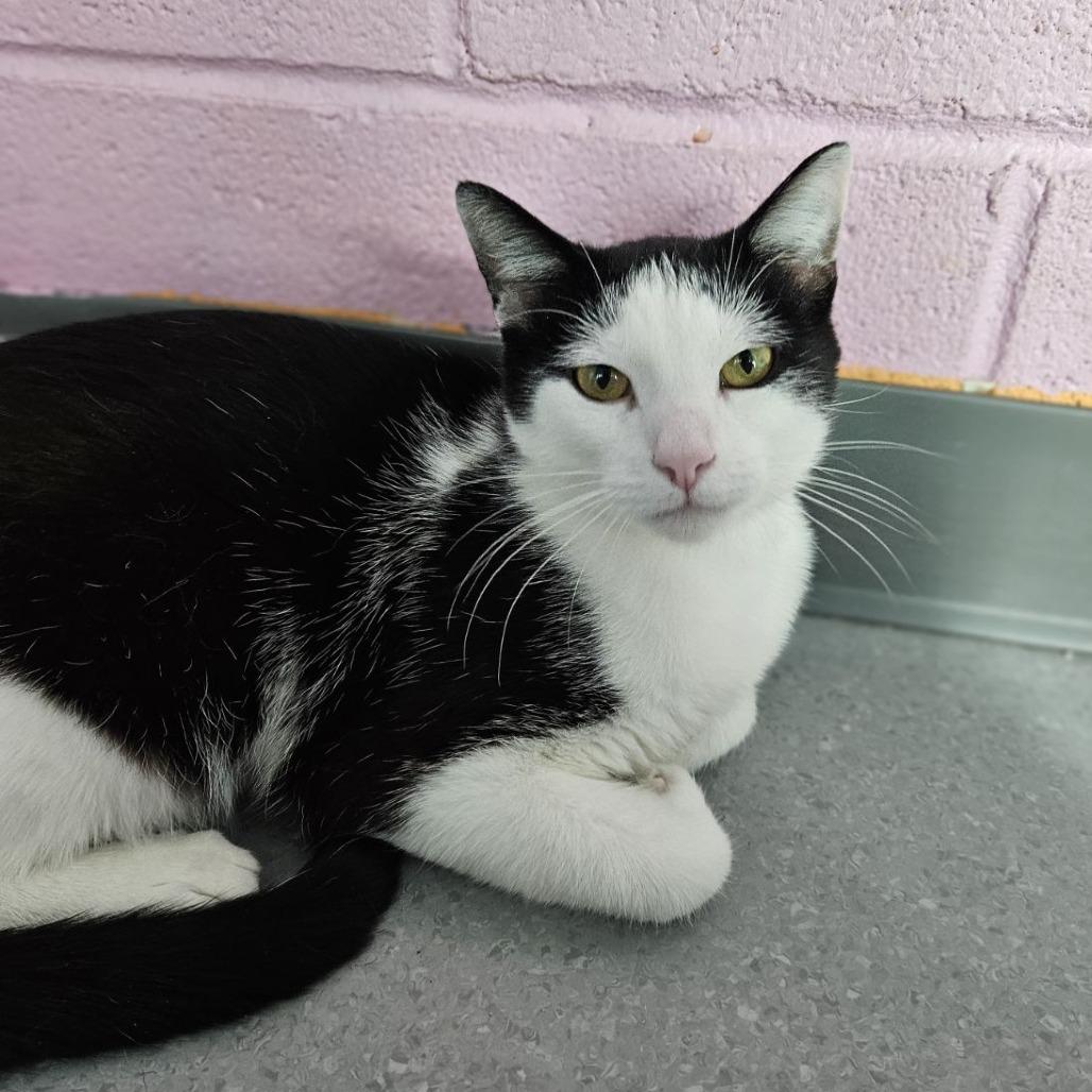 Kemal Jr, a Adoptable Domestic Short Hair in Lakewood, CO image 4/6