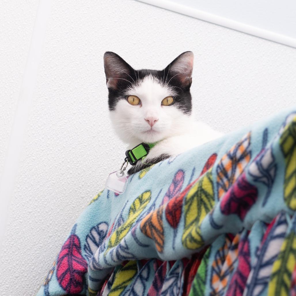 Kemal Jr, a Adoptable Domestic Short Hair in Lakewood, CO image 5/6