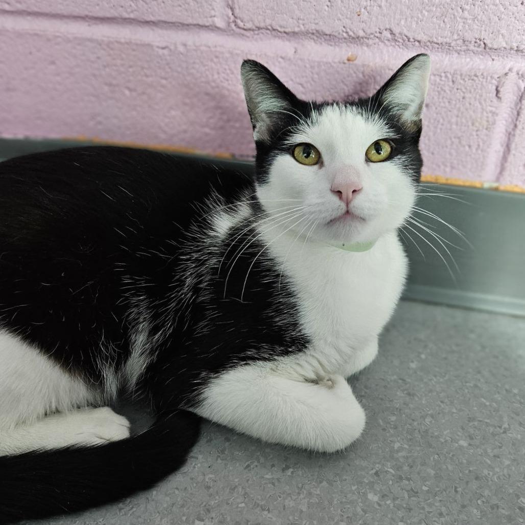 Kemal Jr, a Adoptable Domestic Short Hair in Lakewood, CO image 6/6
