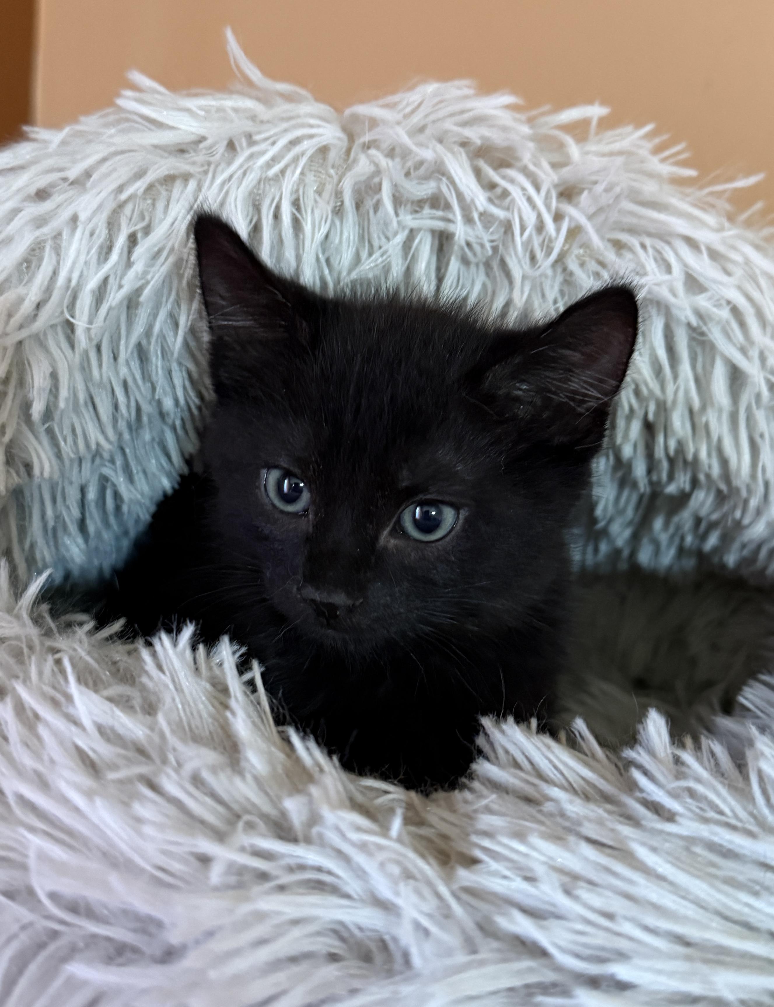 Perry, a Adoptable Domestic Short Hair in South Elgin, IL image 2/2