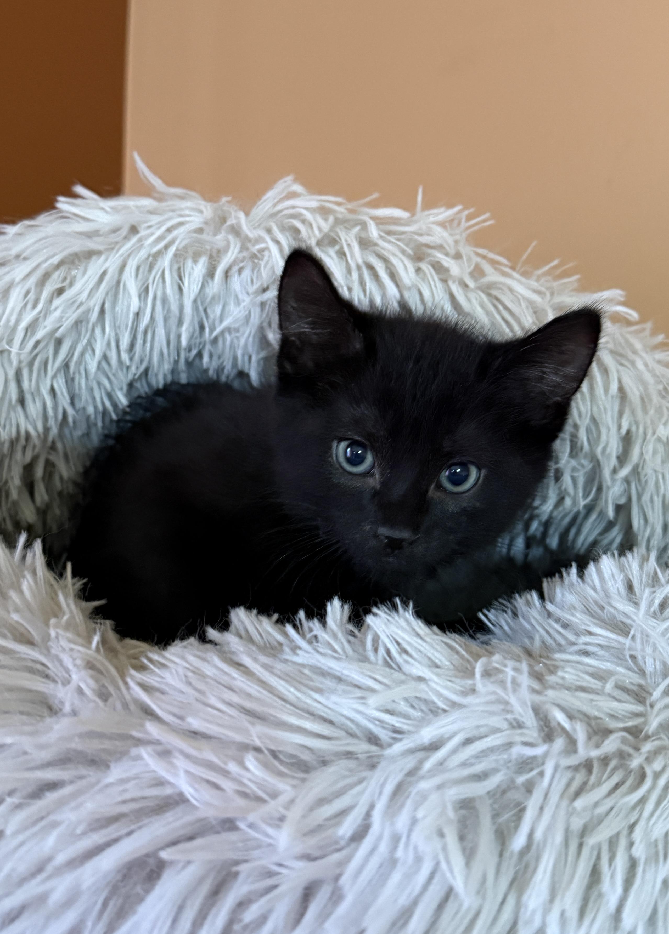 Perry, Adoptable, Kitten Male Domestic Short Hair.