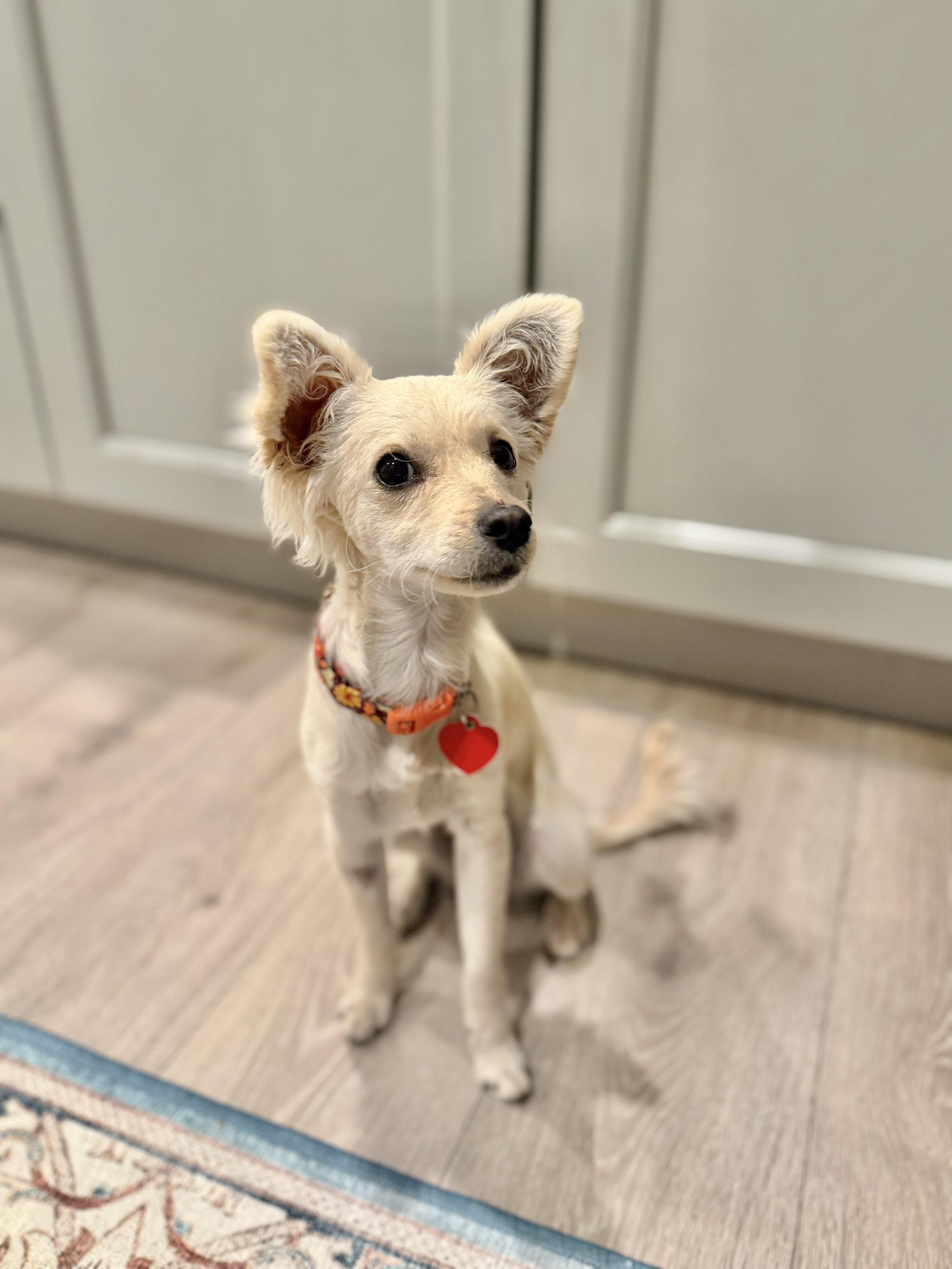 Enlarge Tussie Mussie , an adopted mixed breed in Los Angeles, CA image 4/6