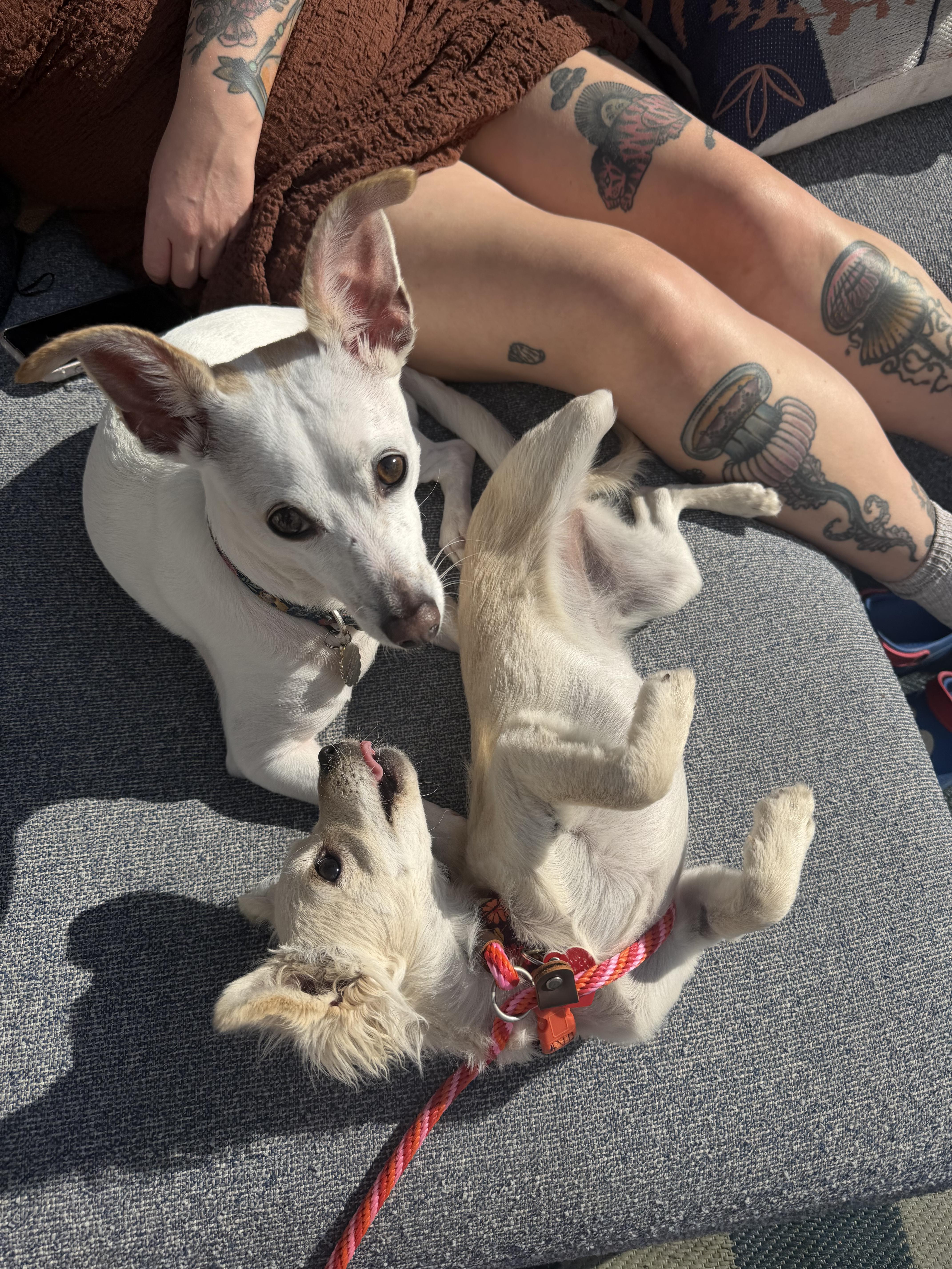 Enlarge Tussie Mussie , an adopted mixed breed in Los Angeles, CA image 5/6