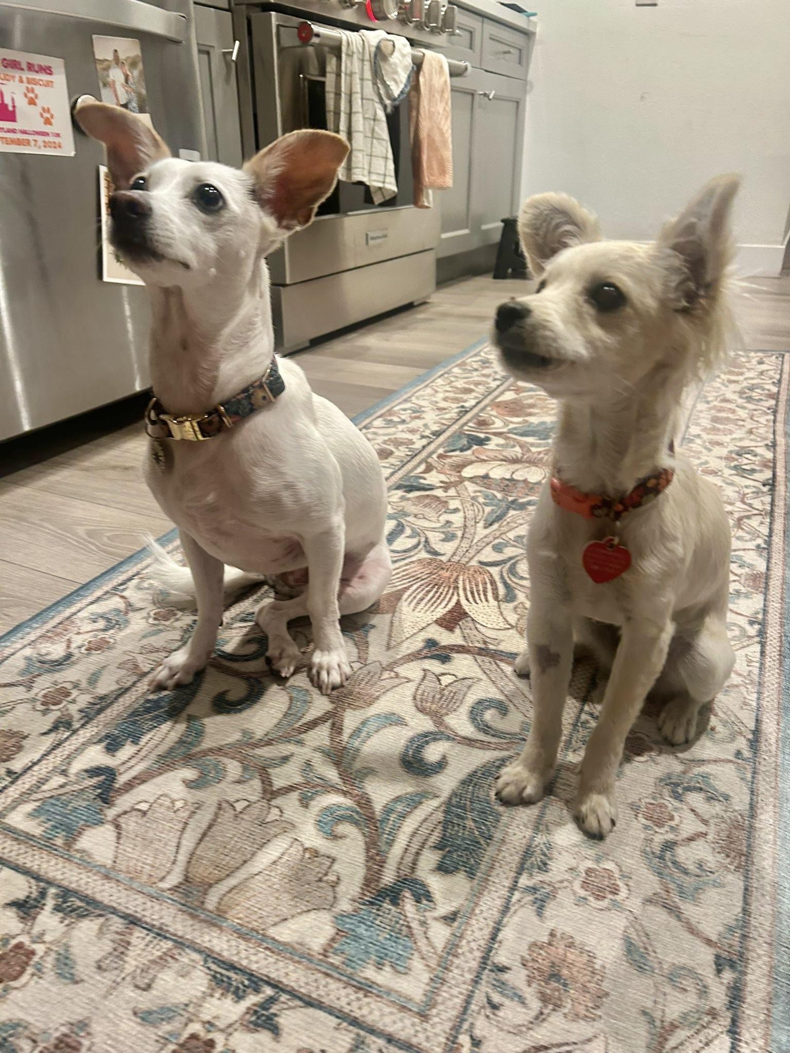 Enlarge Tussie Mussie , an adopted mixed breed in Los Angeles, CA image 3/6