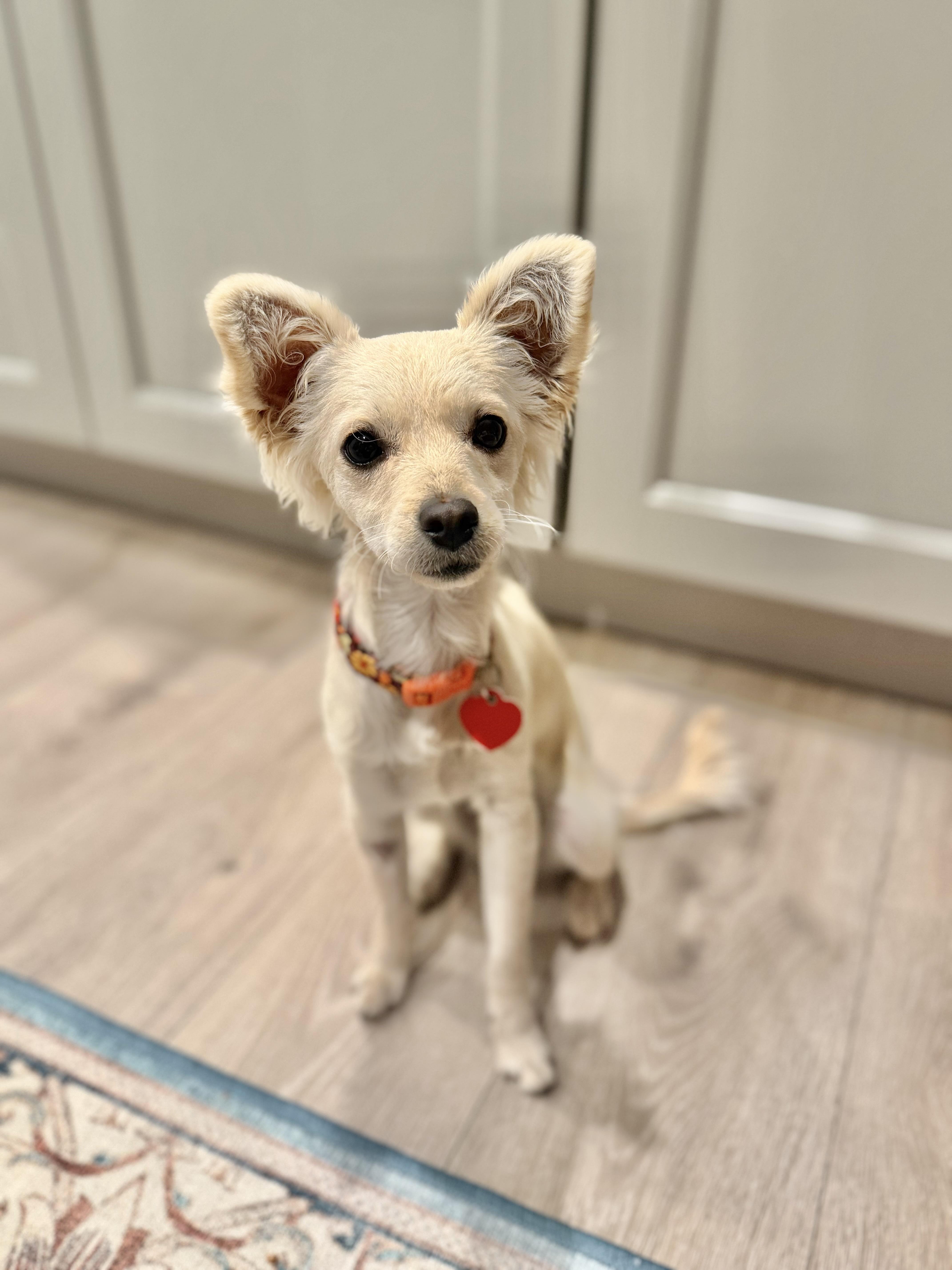 Enlarge Tussie Mussie , an adopted mixed breed in Los Angeles, CA image 6/6