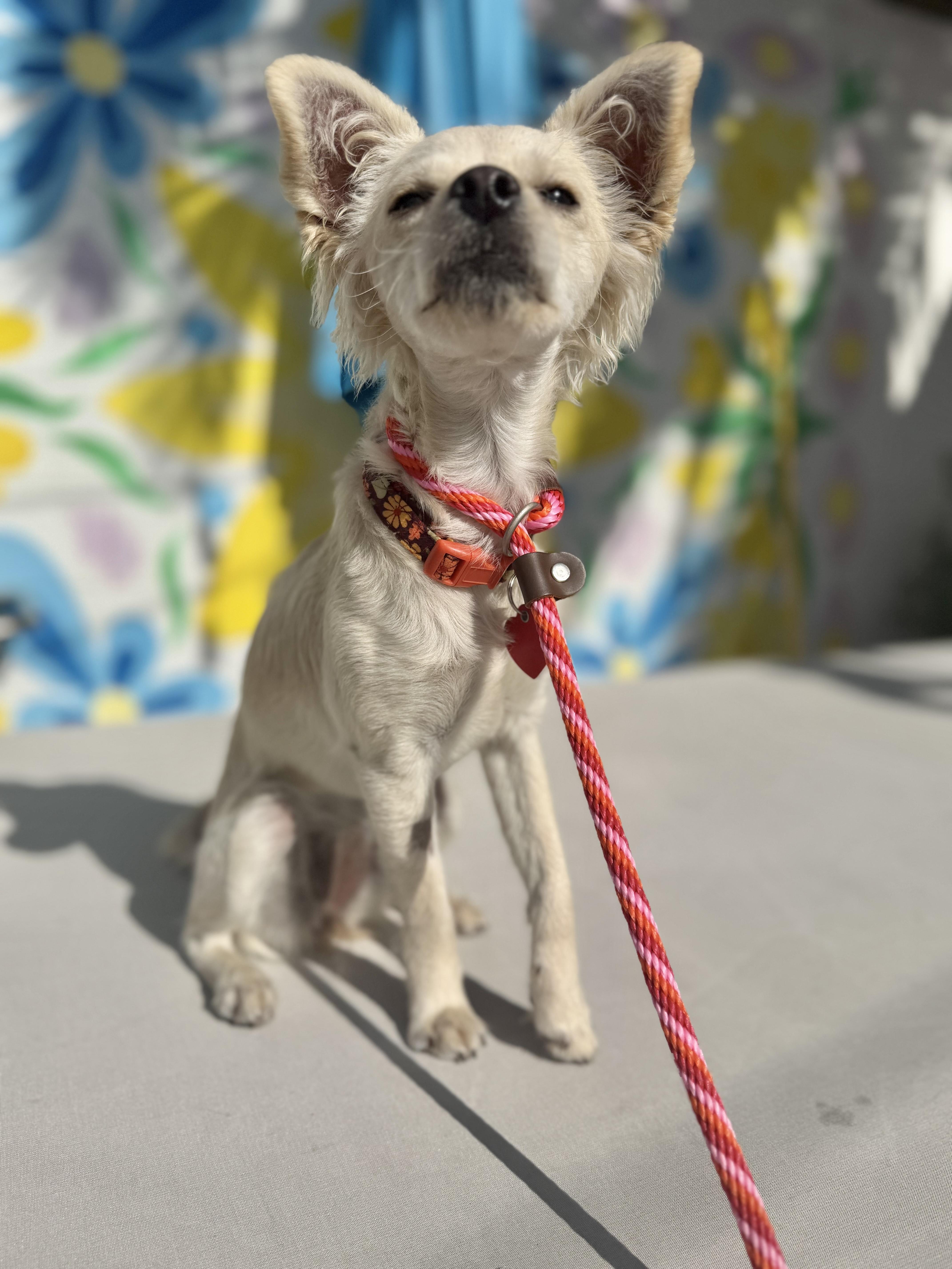 Enlarge Tussie Mussie , an adopted mixed breed in Los Angeles, CA image 2/6