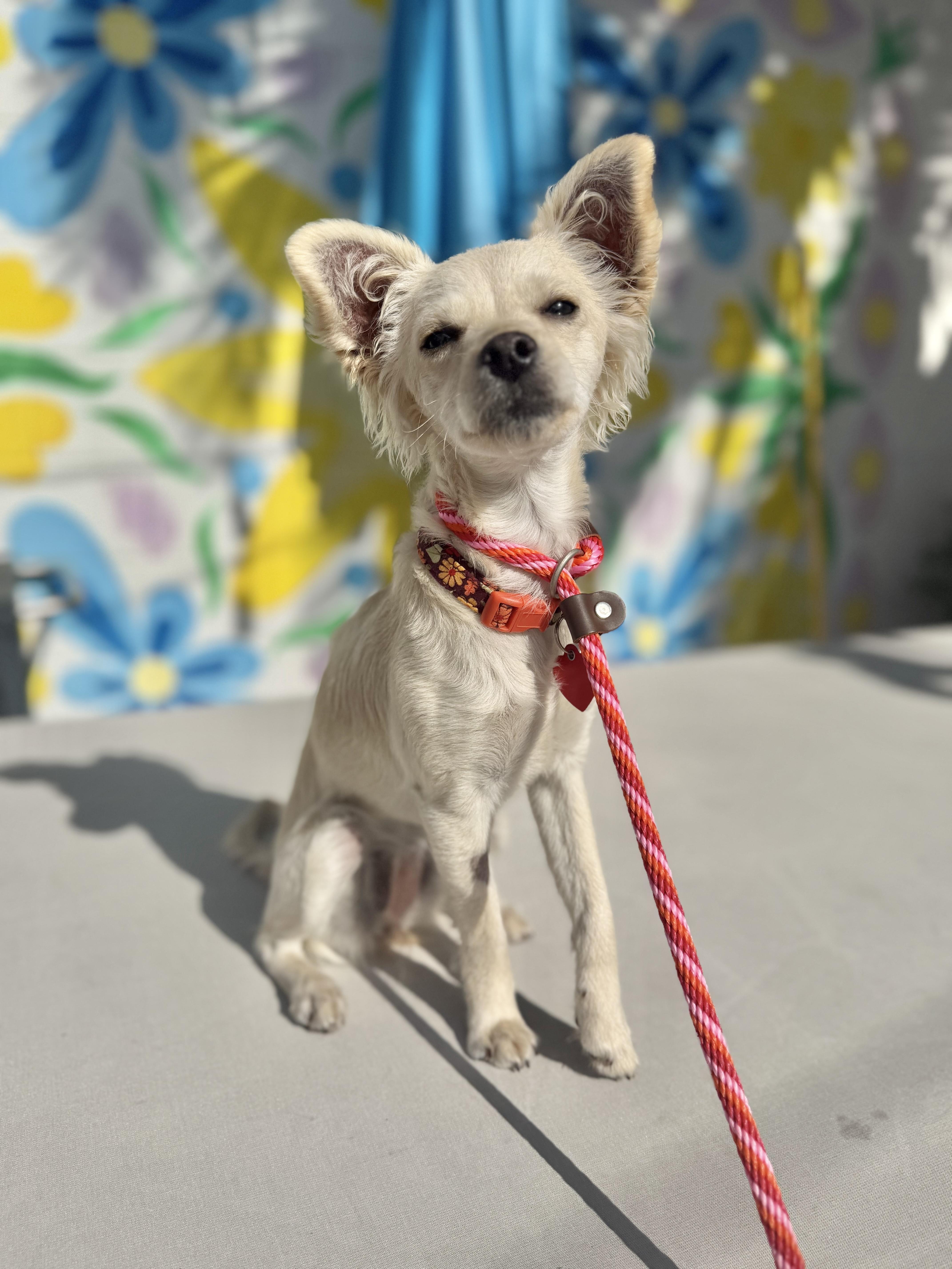 Tussie Mussie , adopted, Young Female Pomeranian & Chihuahua.