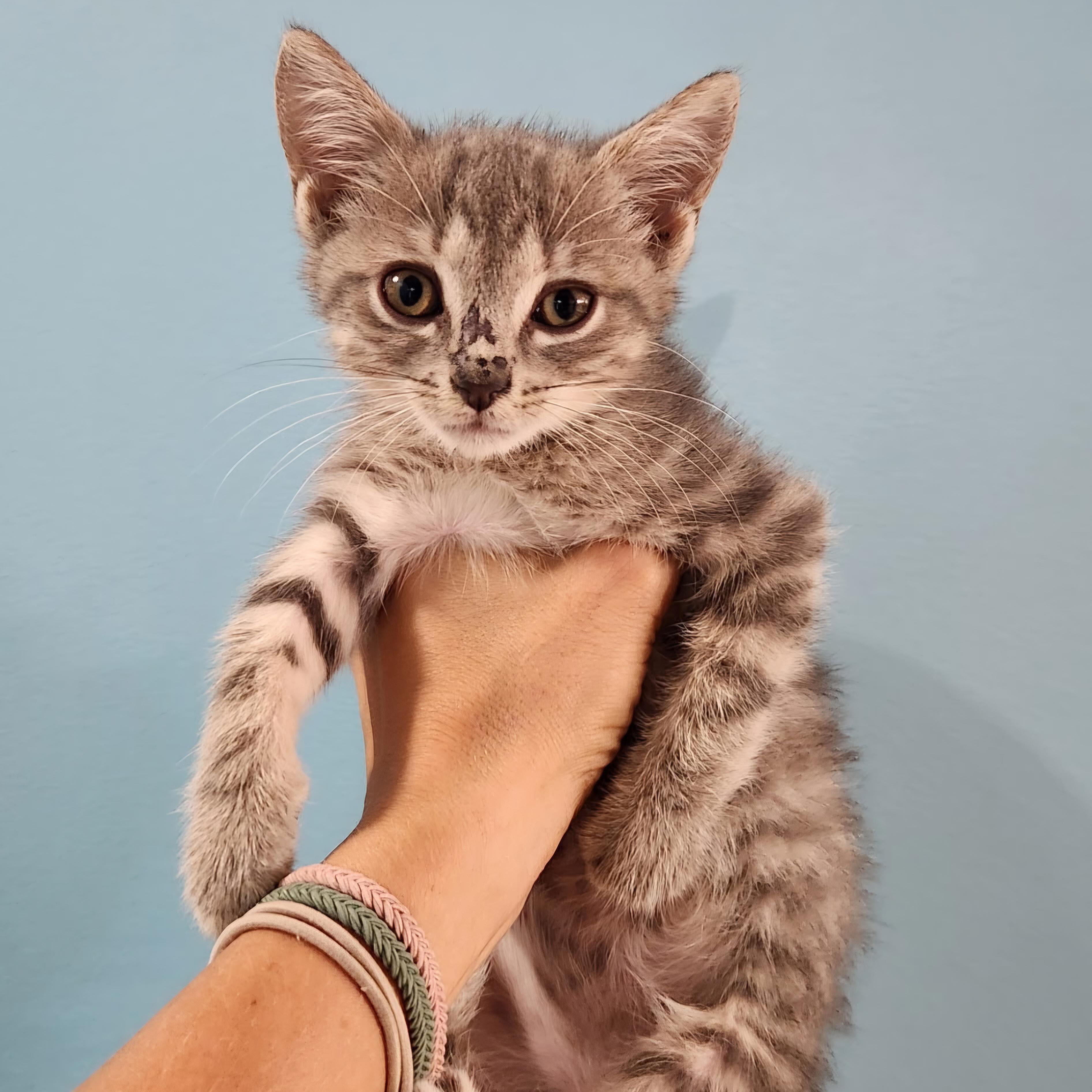 Enlarge Saag, a Adopted Domestic Short Hair in Grand Rapids, MI image 2/5
